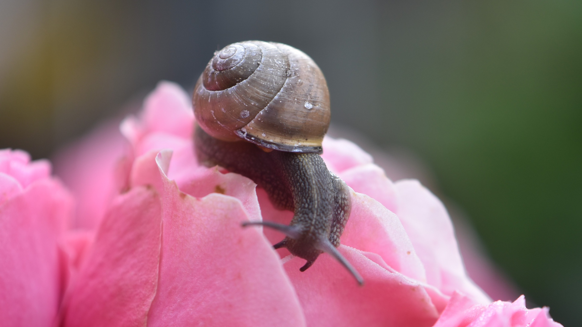 Большая улыбка сидит на розовом цветке розы