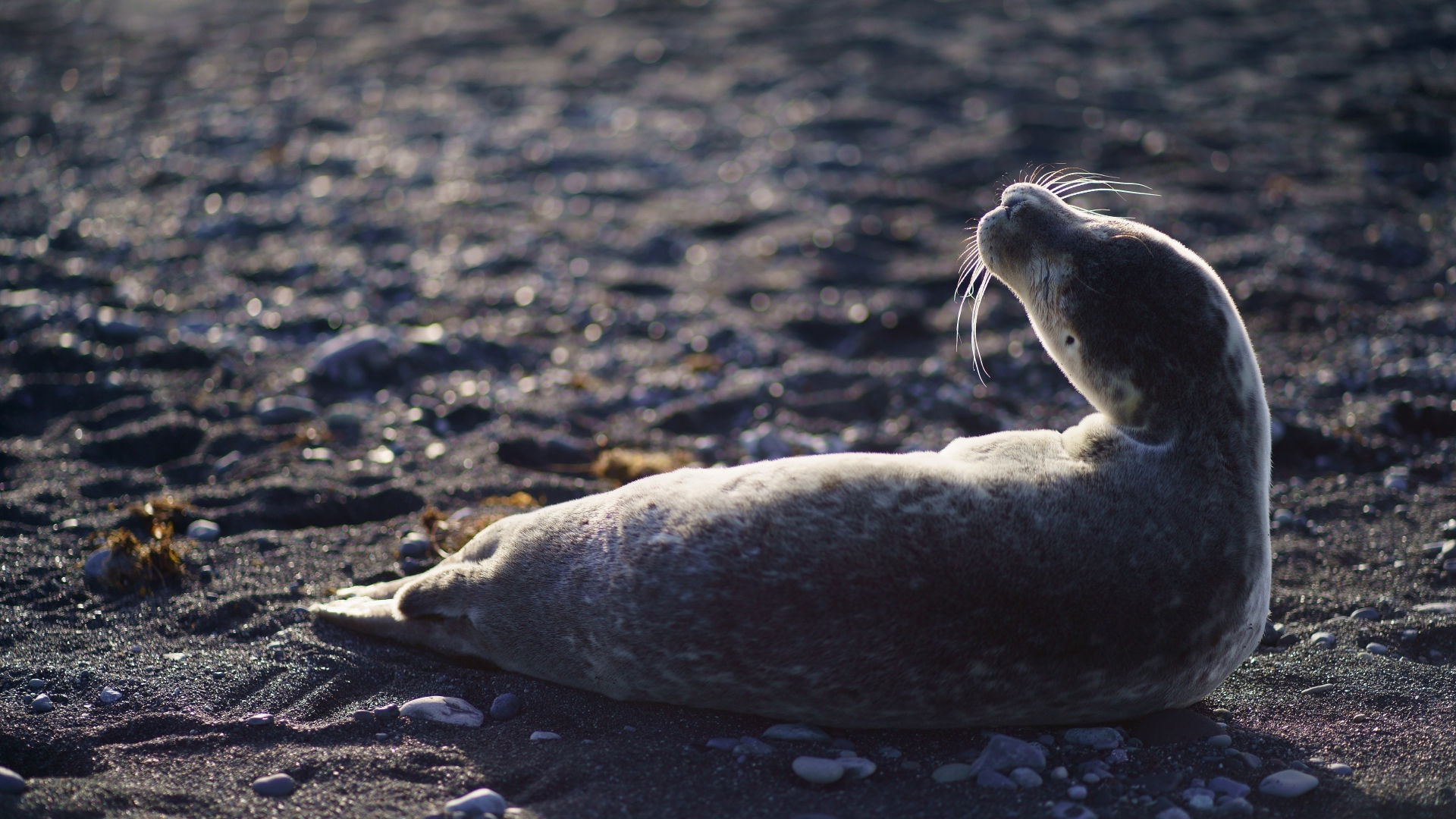 Морской котик лежит на черном песке 