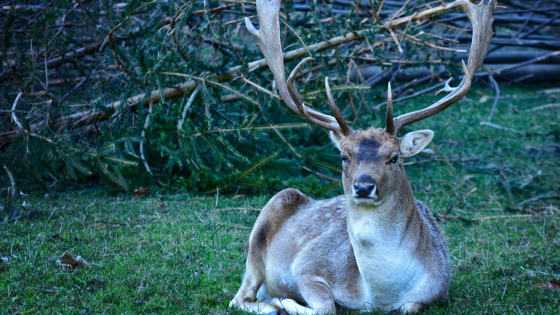 Самец лани с большими рогами