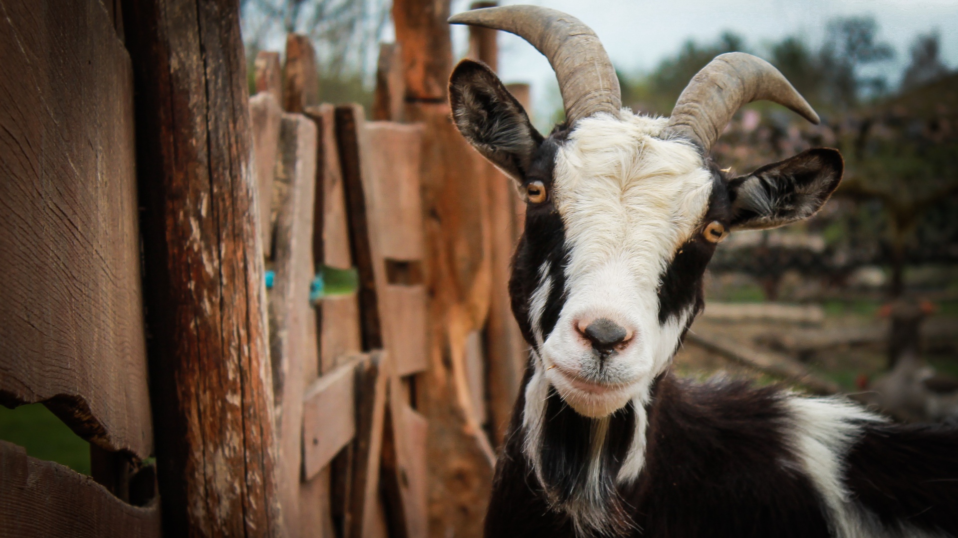 Черно-белая домашняя коза