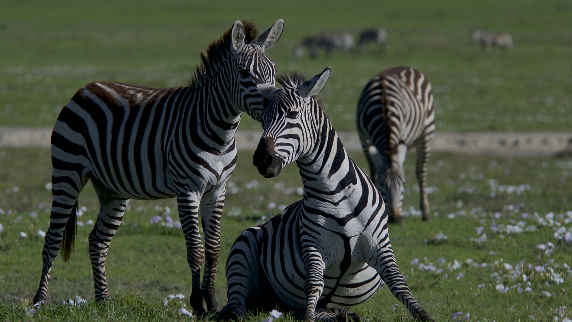 Стадо полосатых зебр на зеленой траве 