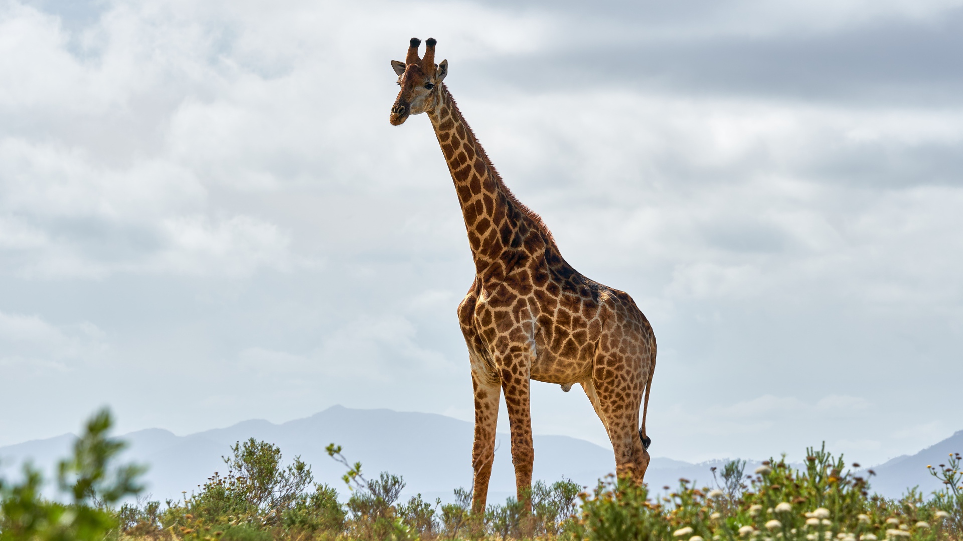 Большой пятнистый жираф в траве 