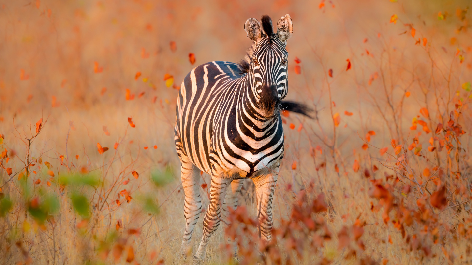 Полосатая зебра идет по сухой траве