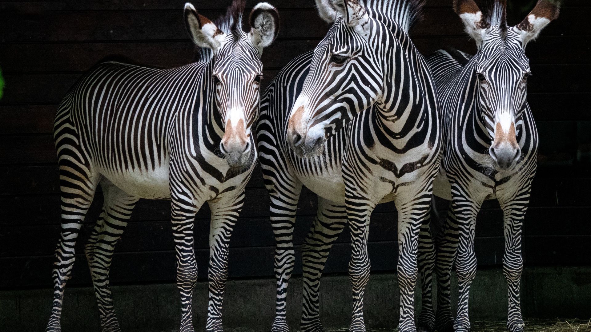 Три полосатые зебры стоят у стены в зоопарке 