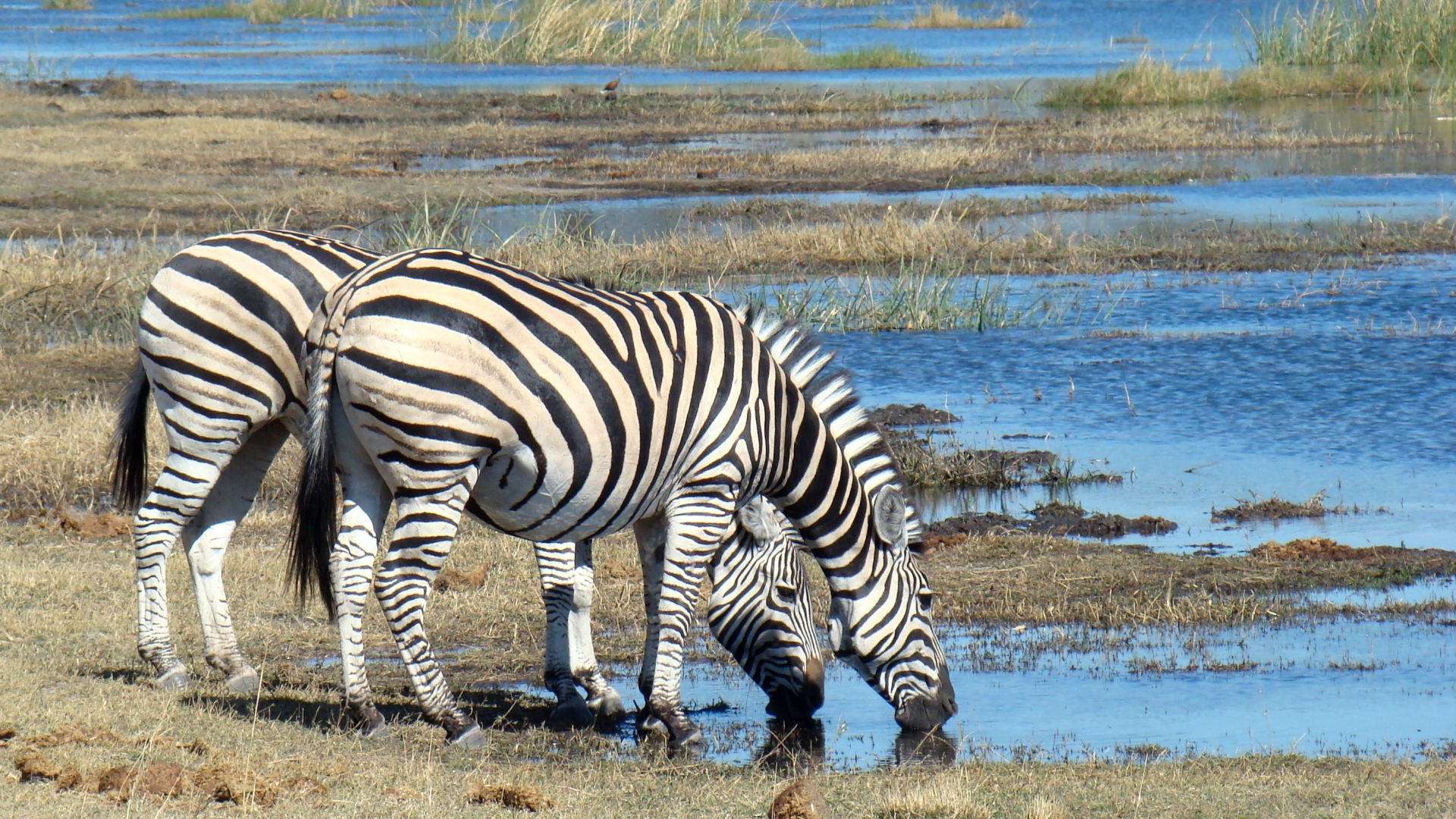 Две полосатые зебры у водопоя