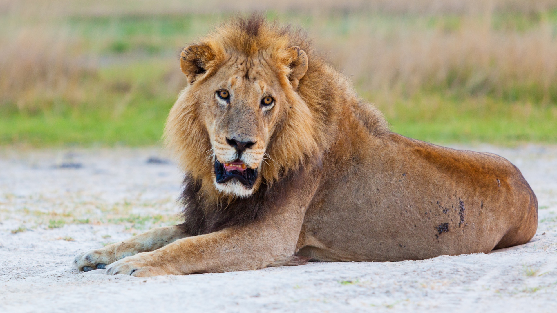 Большой лев с открытой пастью лежит на песке