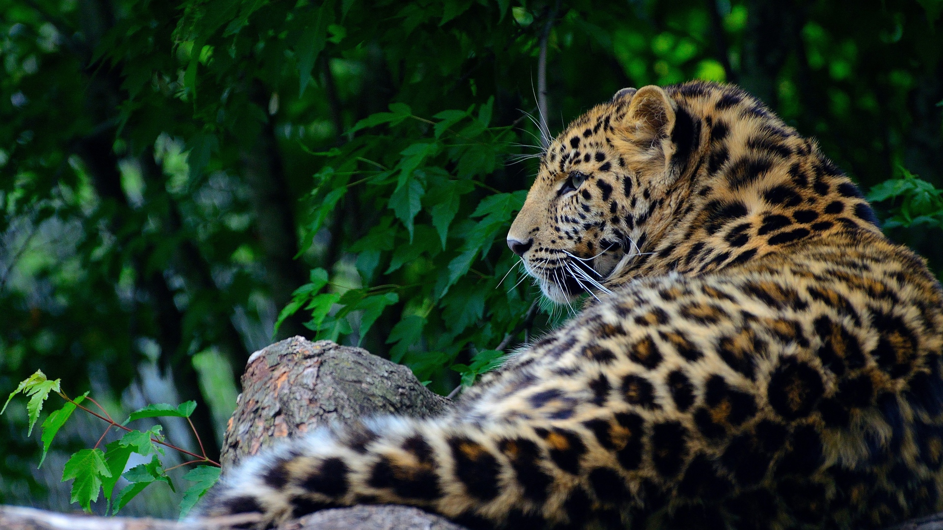 Большой пятнистый хищный леопард лежит на дереве 