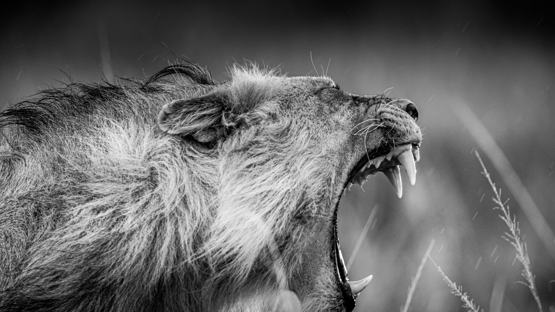 Грозный рык льва черно-белое фото