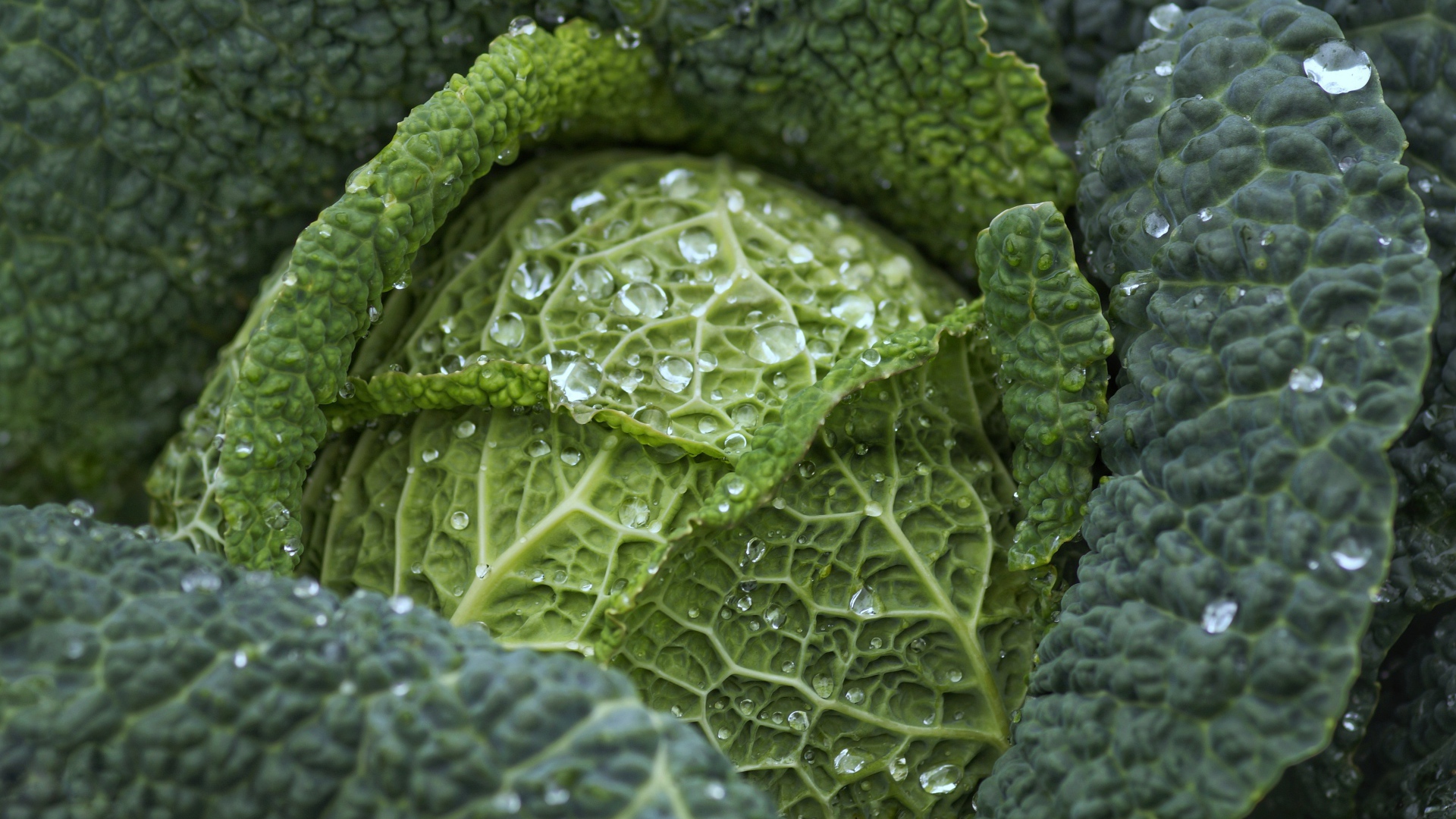 Большая зеленая капуста в каплях воды