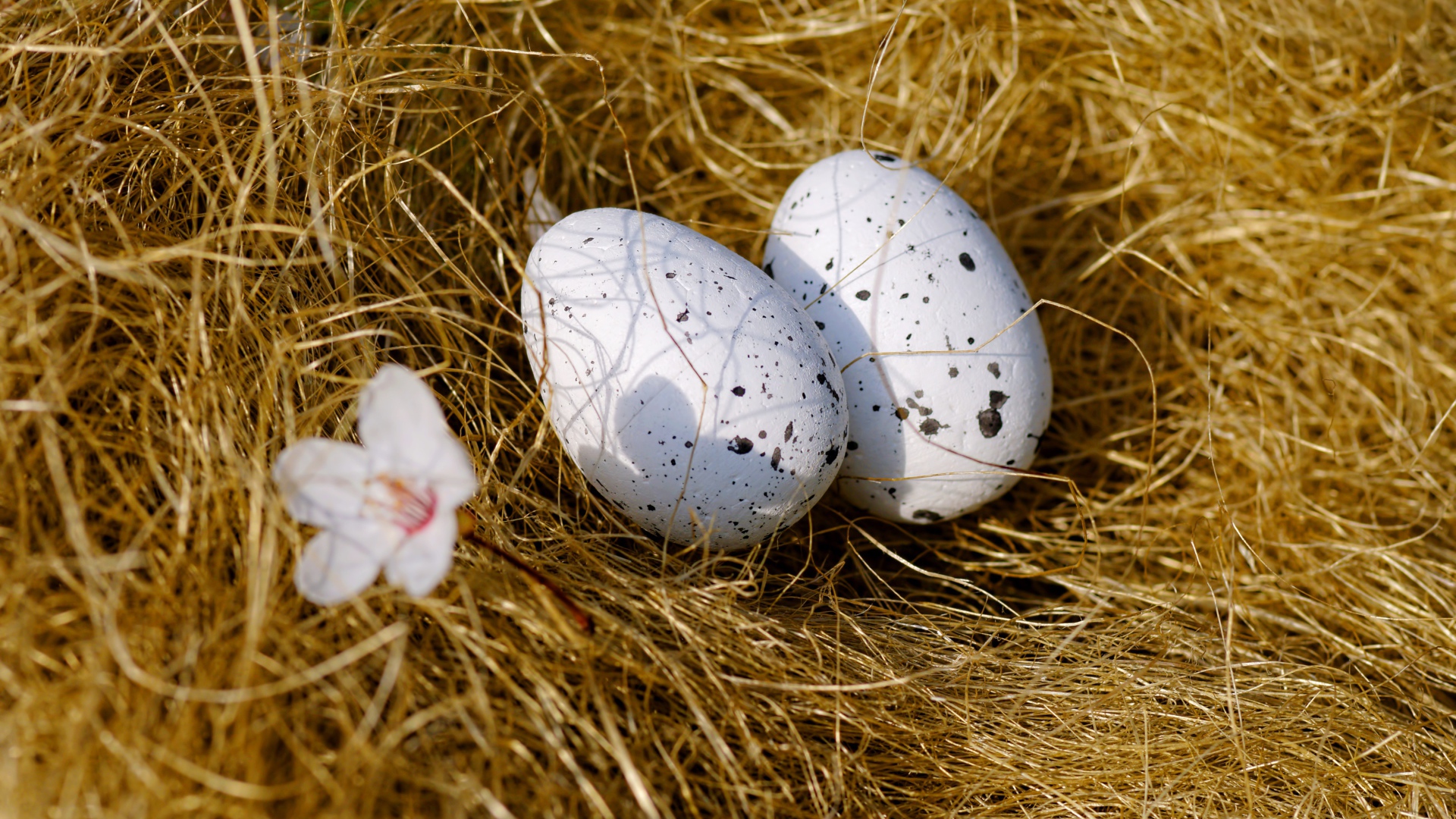 Два яйца лежат на сухой траве