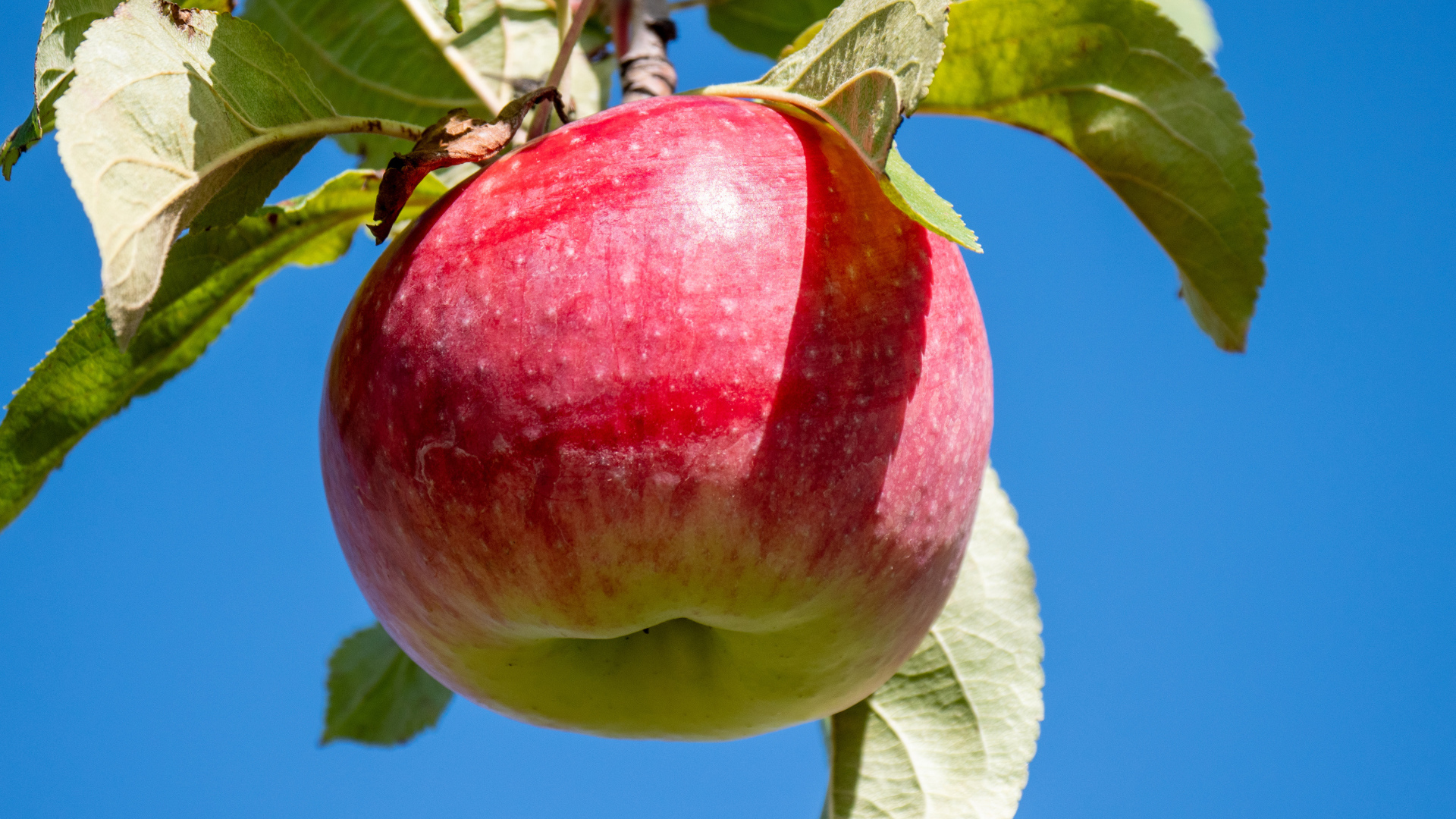 Красивое красное яблоко на ветке на фоне голубого неба