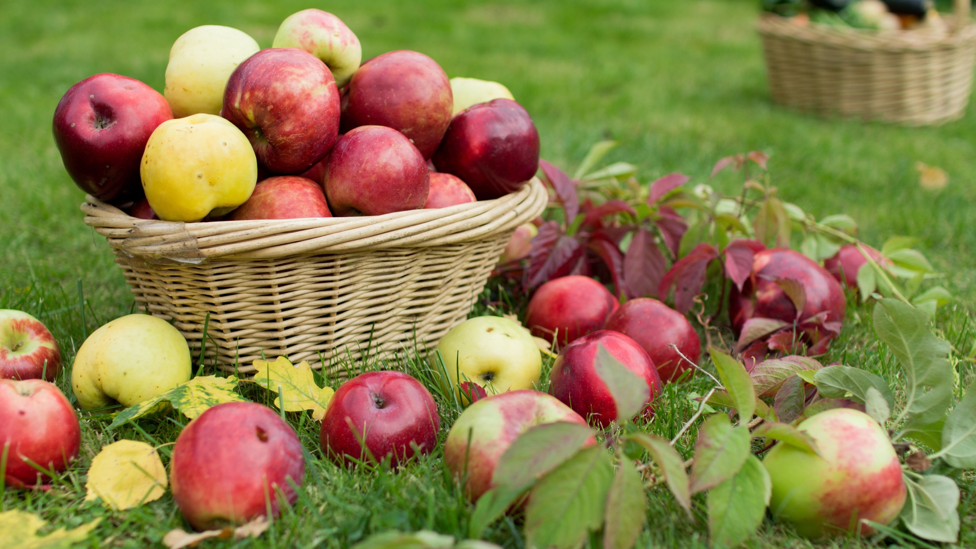Красные и желтые яблоки в корзине на зеленой траве