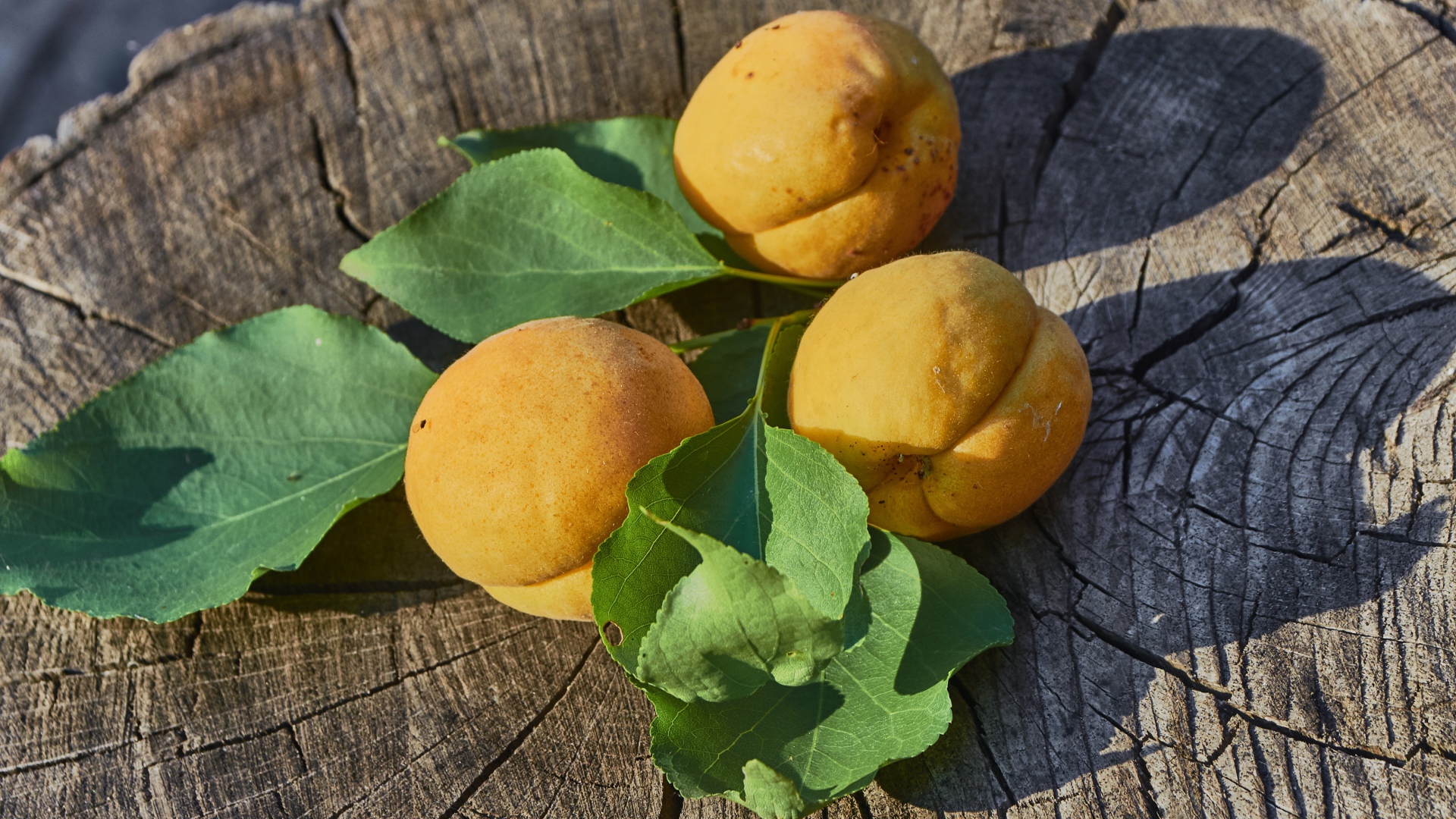 Три желтых абрикоса на деревянном пне