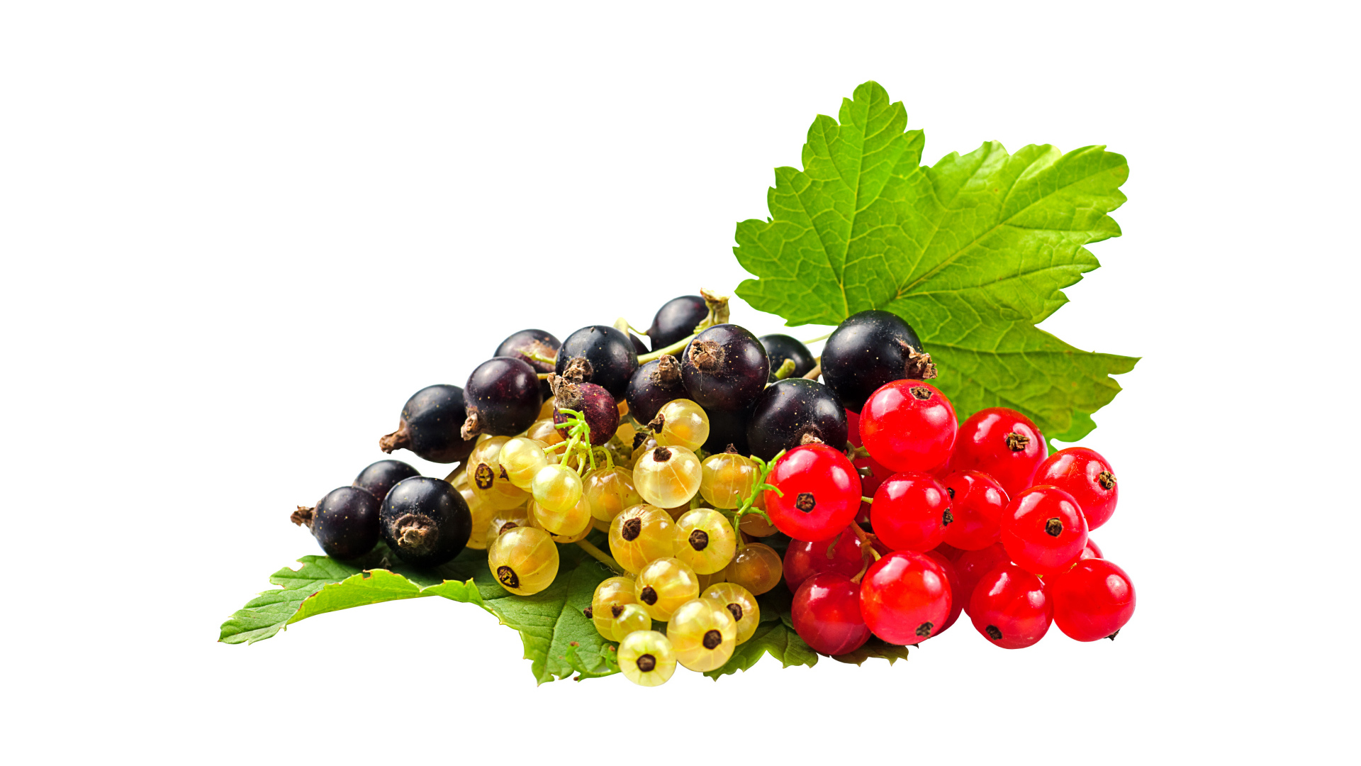 Желтая, черная и красная смородина на белом фоне