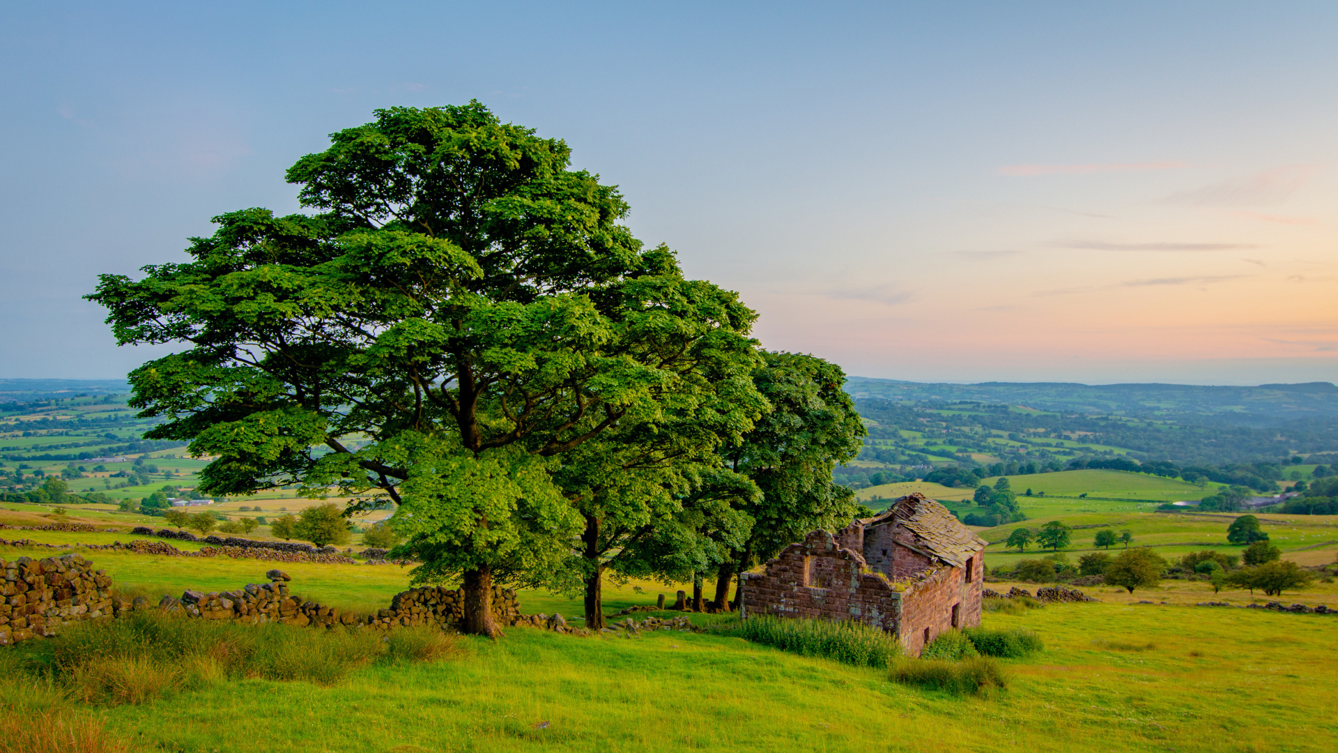 Большое зеленое дерево у разрушенного дома 