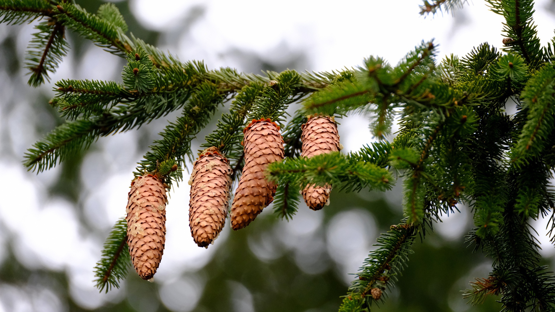 Big brown cones on a green spruce branch