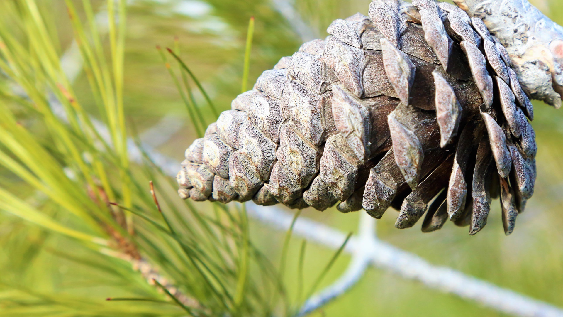 Большая шишка на ветке колючей сосны 