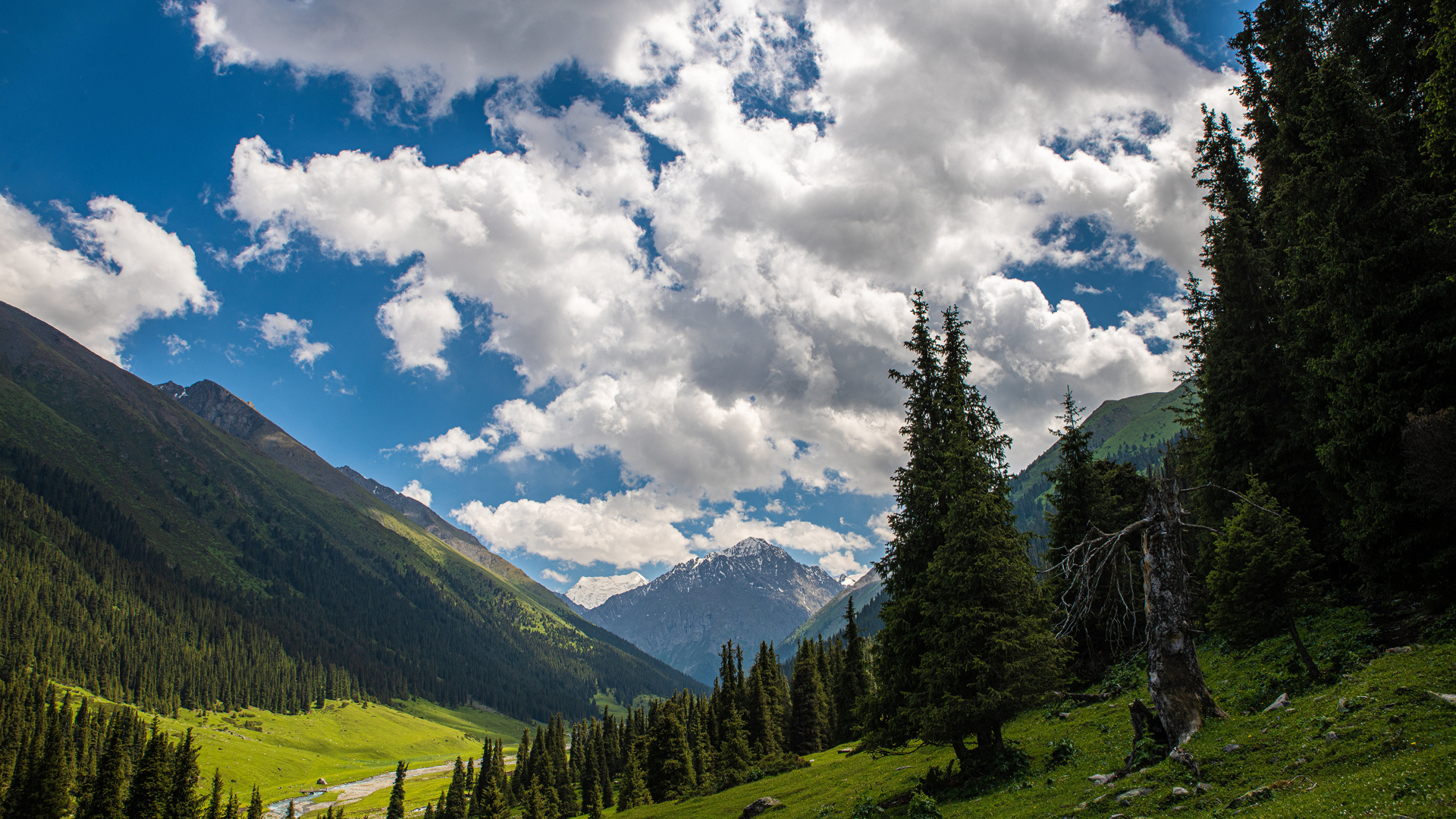 Густые белые облака над покрытыми лесом горами