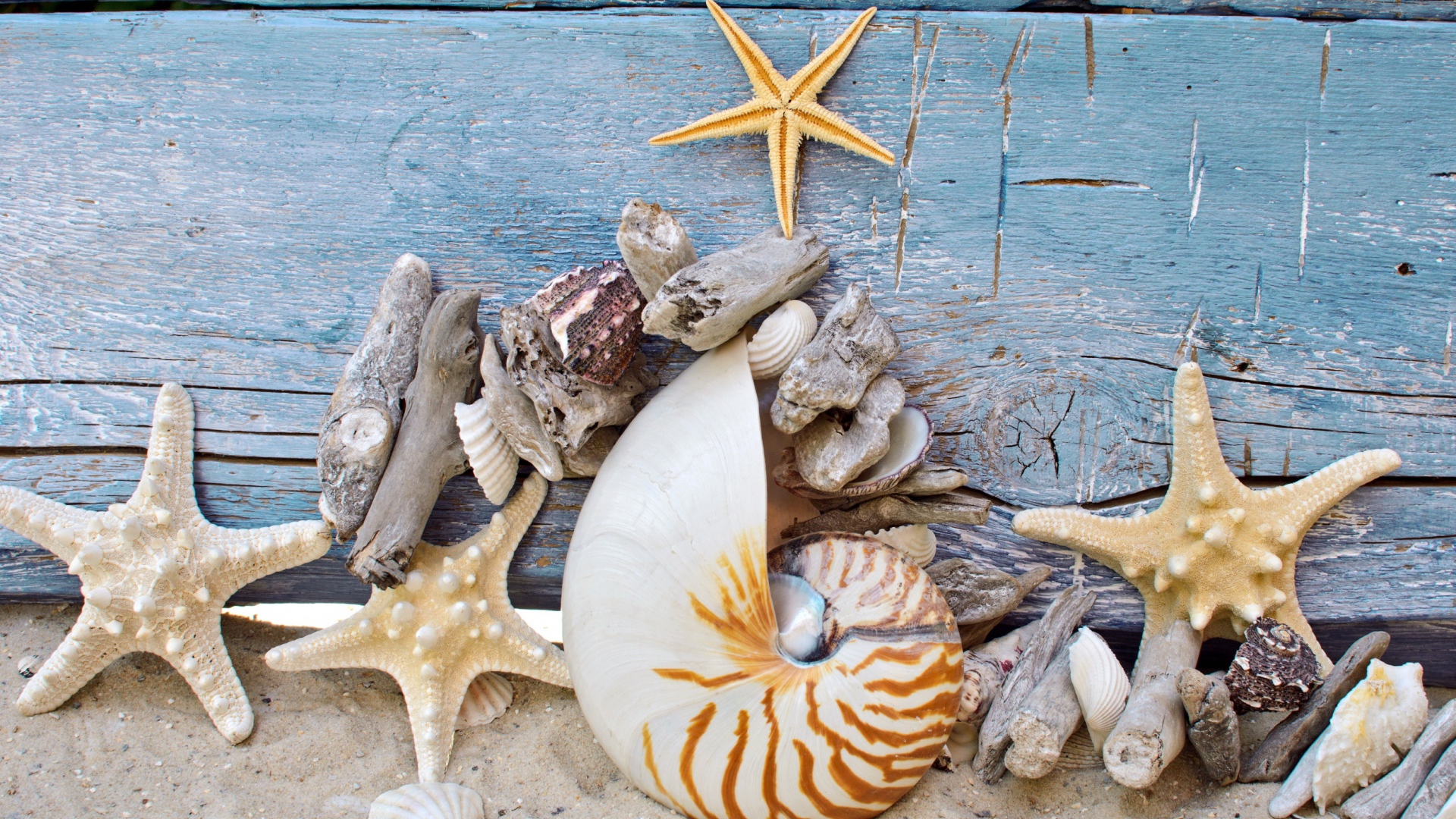 Разные красивые ракушки с морскими звездами на деревянном фоне 