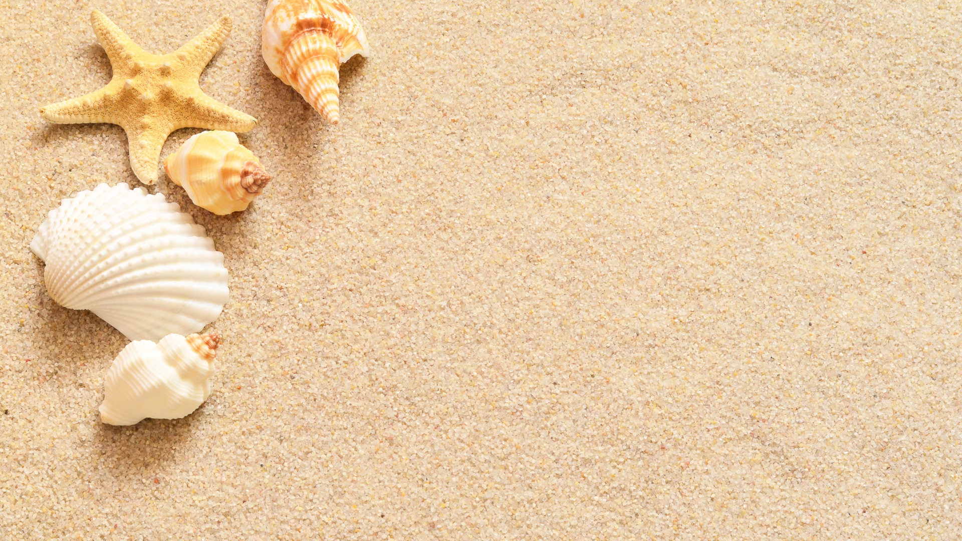 Ракушки и морская звезда лежат на желтом песке