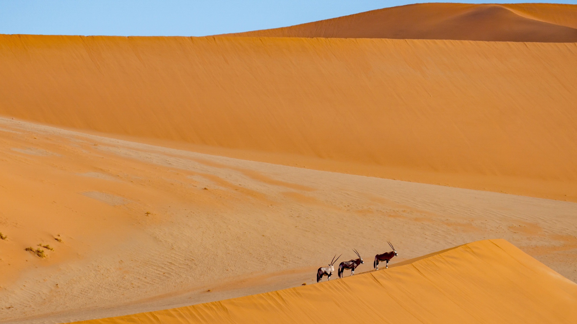 Большая горячая пустыня с животными под голубым небом 
