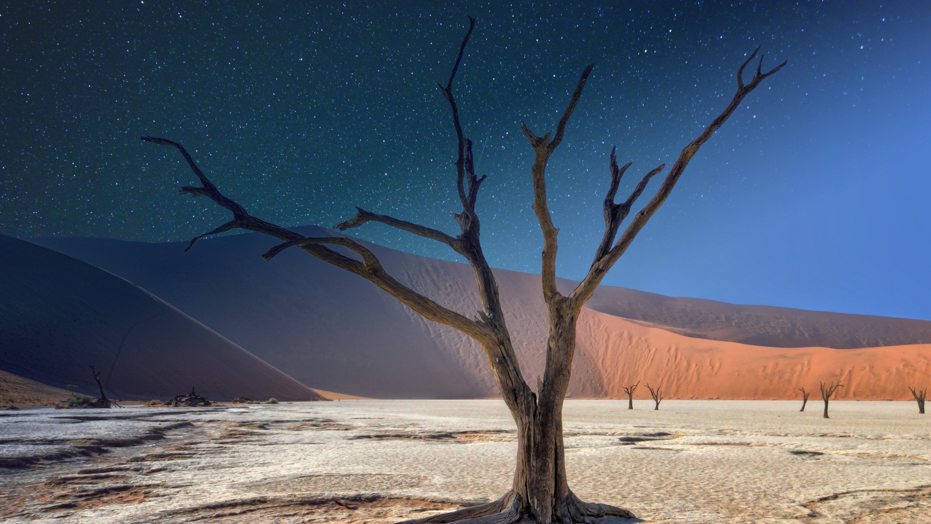 Сухое дерево под звездным небом в пустыне