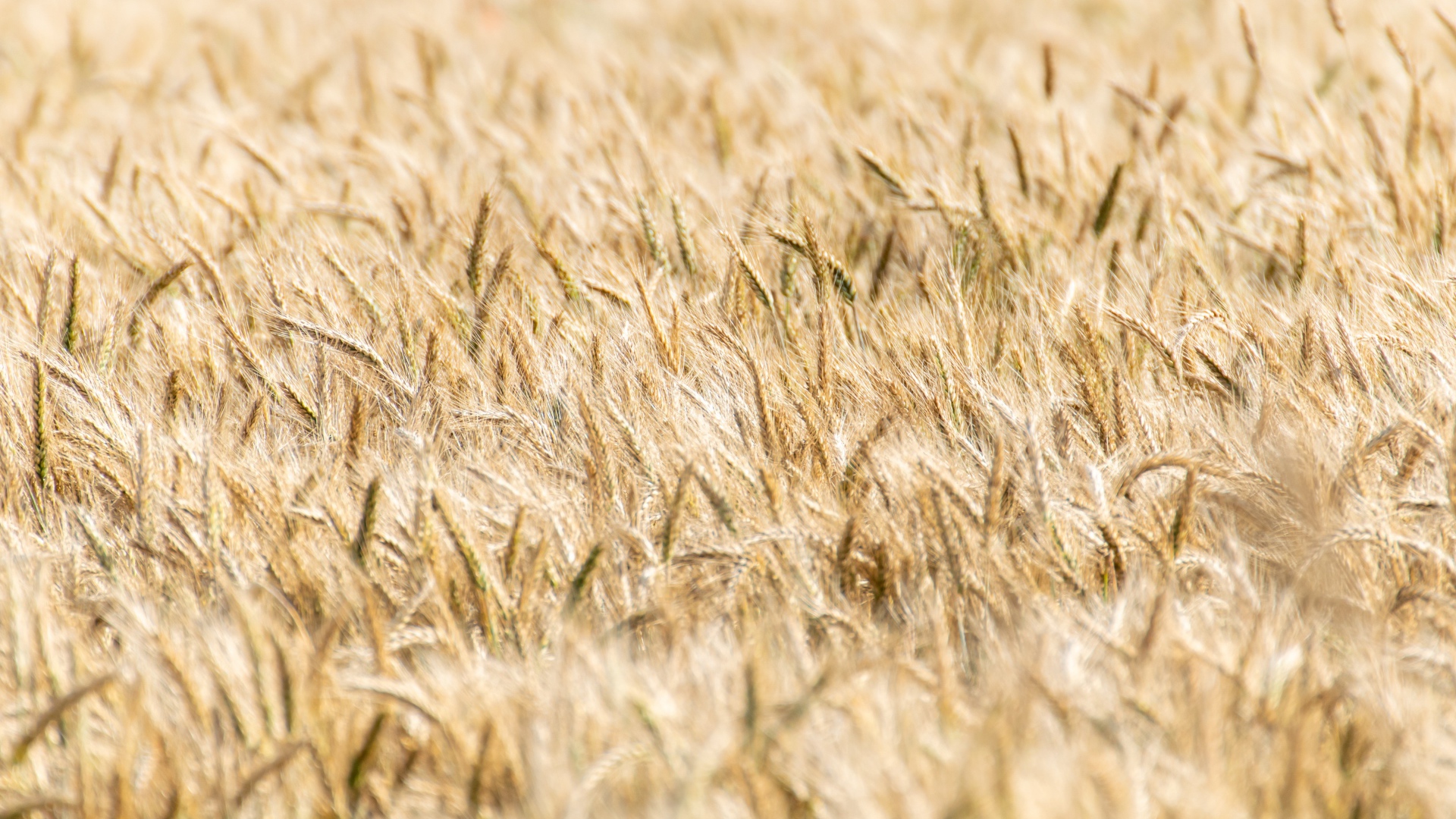 Поле спелой пшеницы осенью