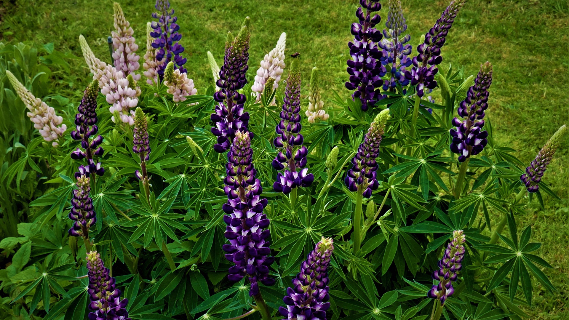 Куст фиолетовых цветов люпина на клумбе 