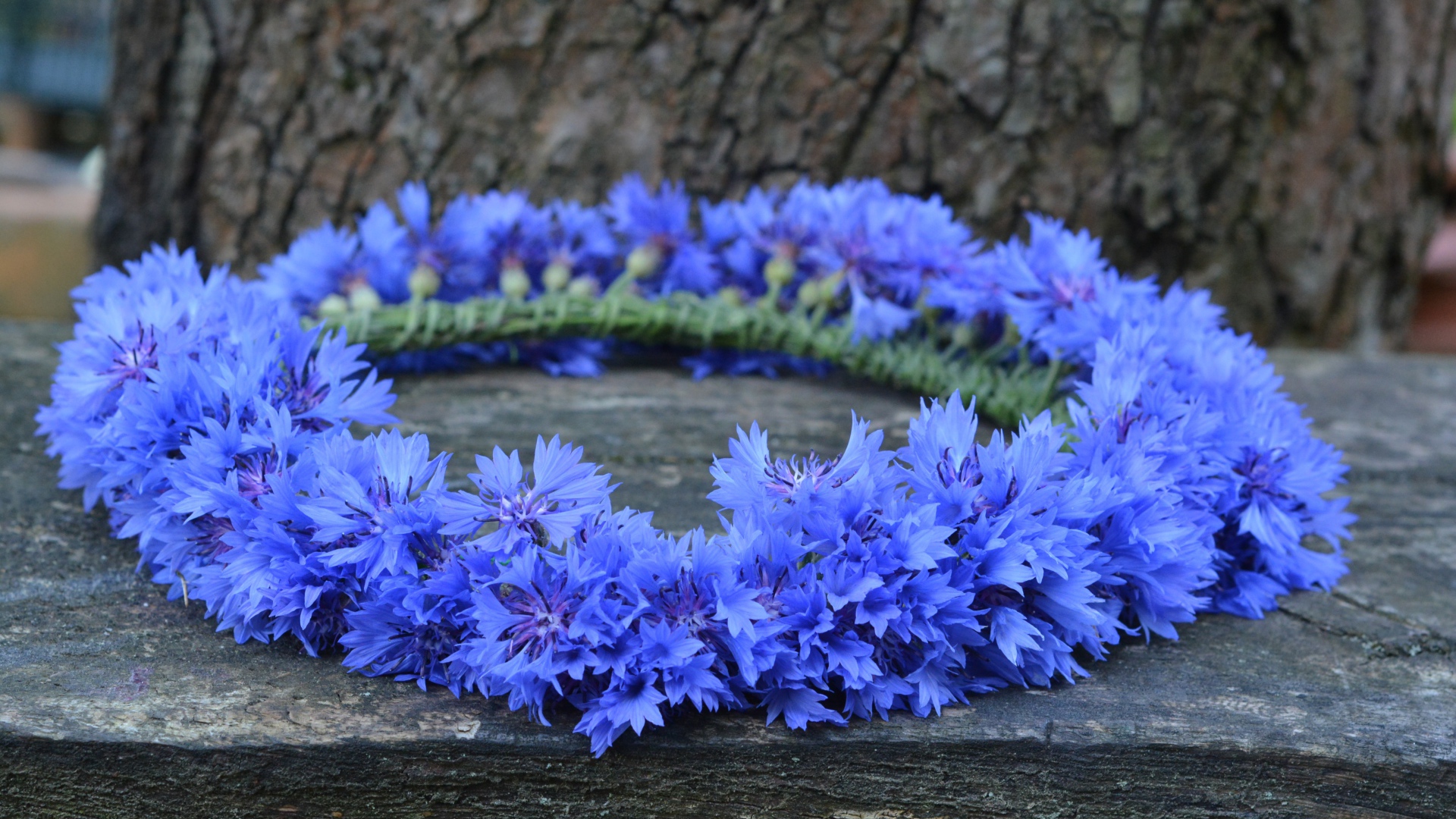 Венок из синих цветов василька на лавке