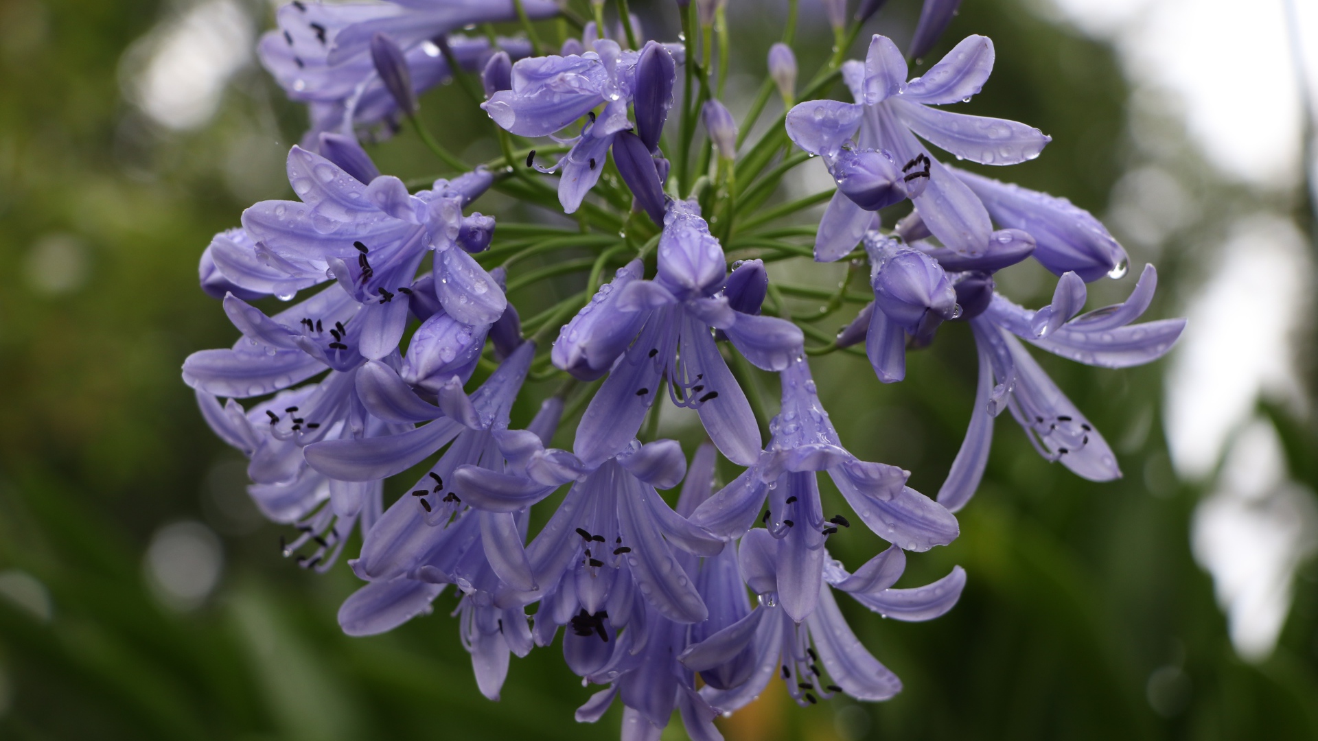 Красивые цветы Агапантус в каплях росы