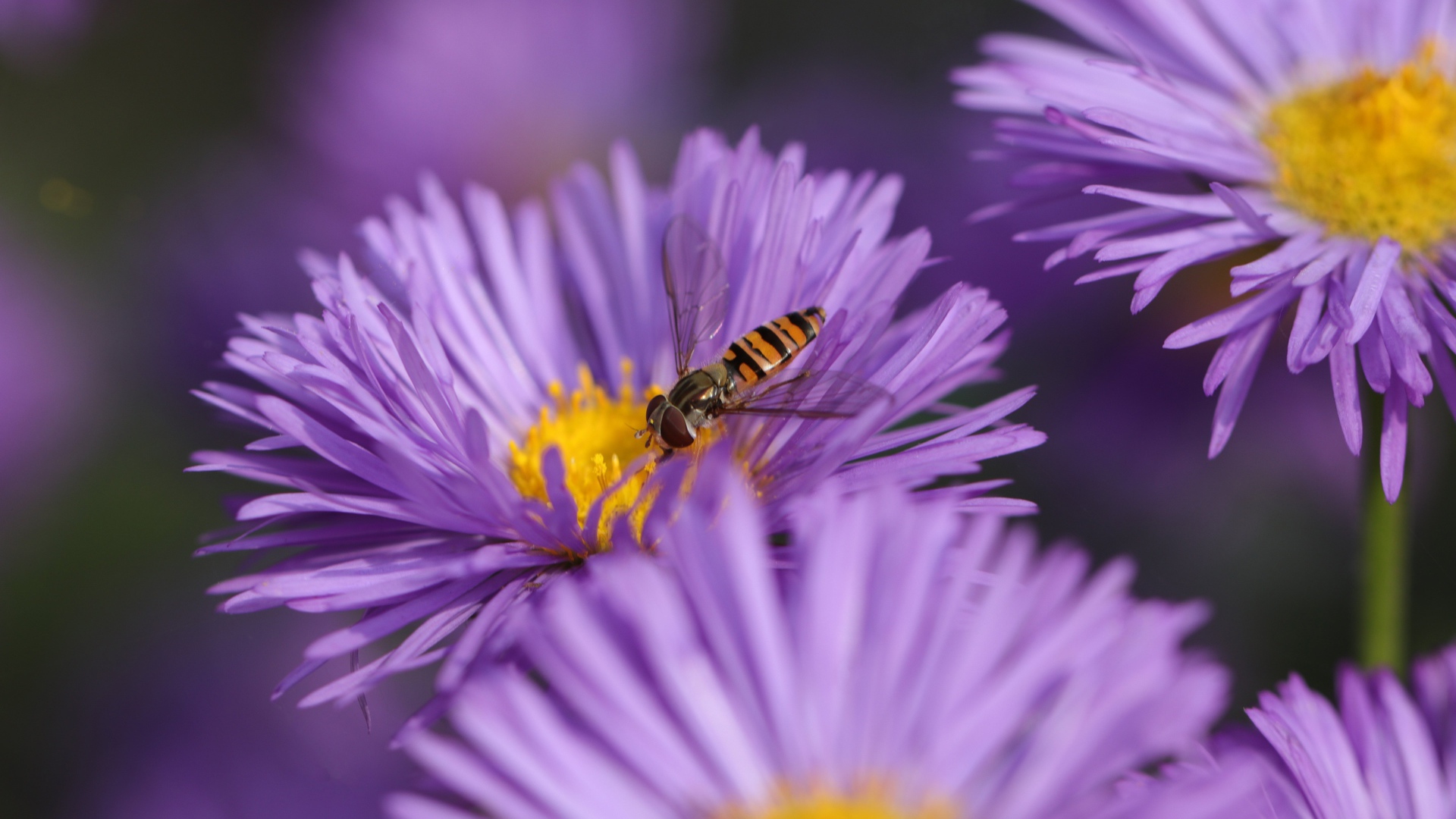 Красивые цветы астры на клумбе 