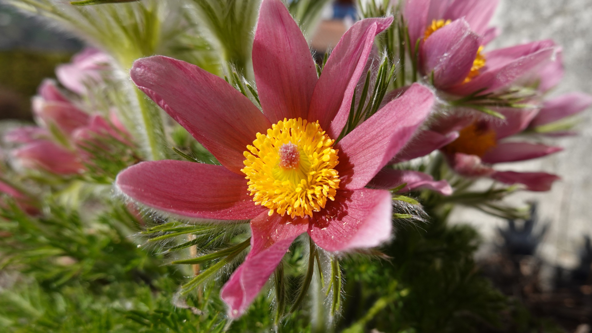 Красивые осенние цветы прострел