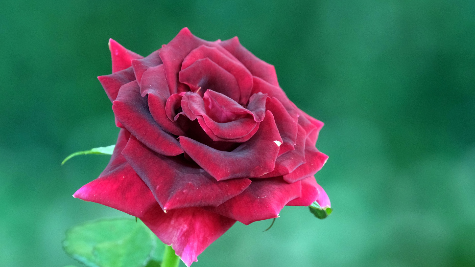 Красивая бордовая роза на зеленом фоне крупным планом