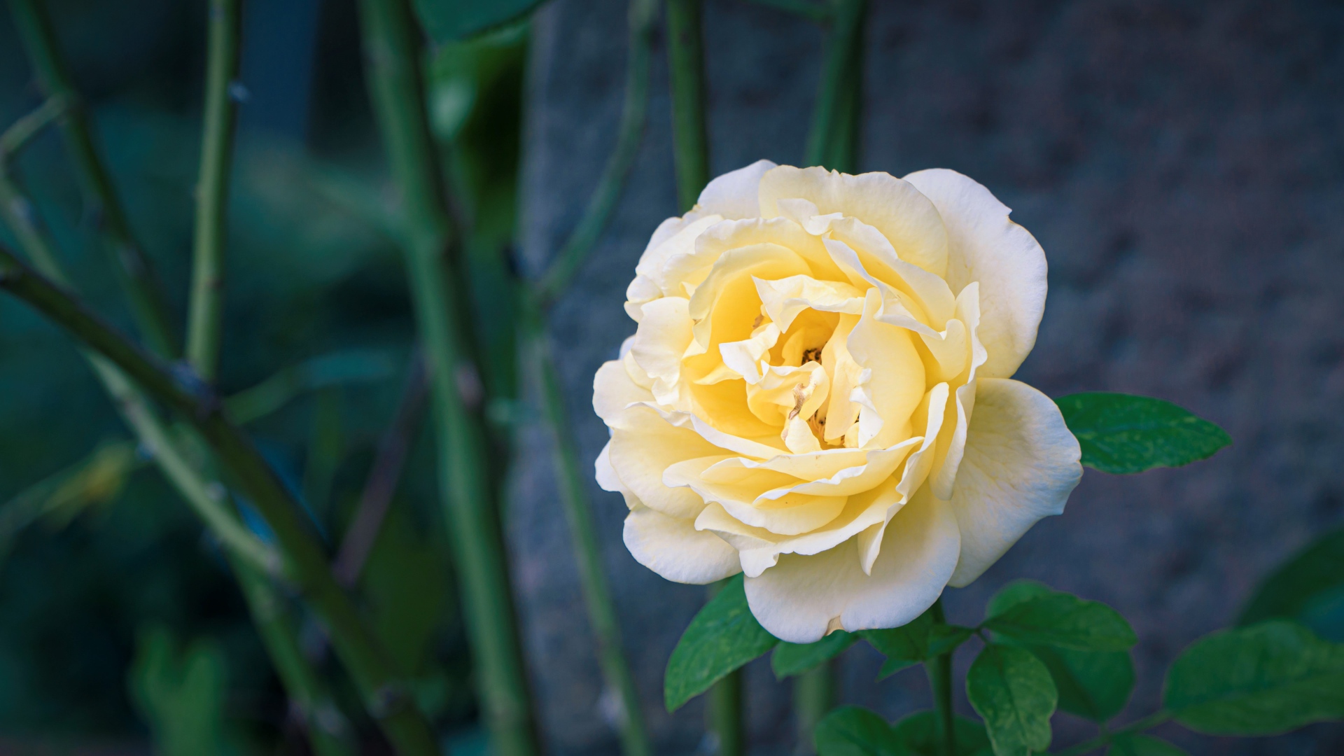 Красивая нежная белая роза крупным планом 