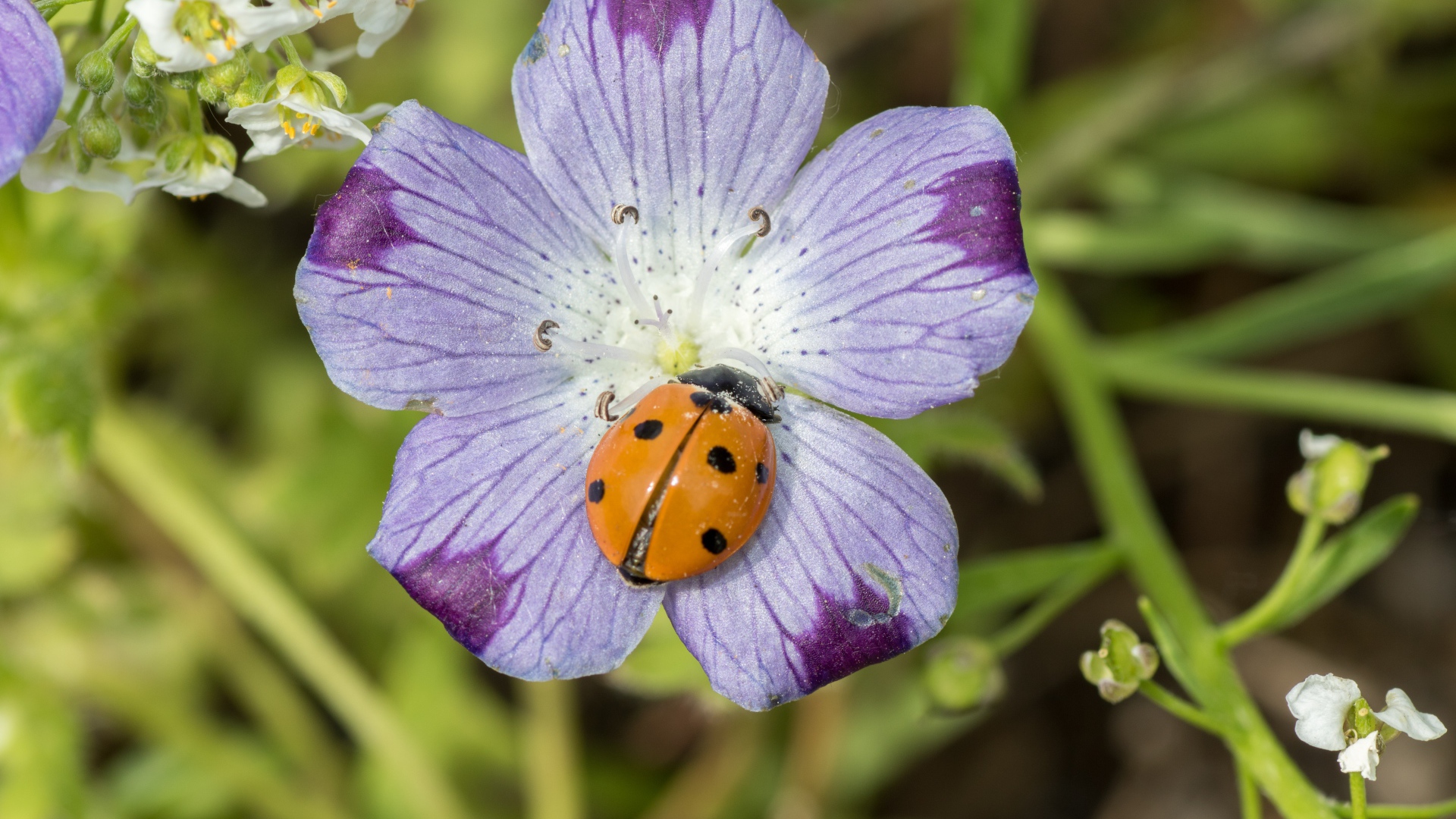 Красивый цветок гипсофилы с божьей коровкой 