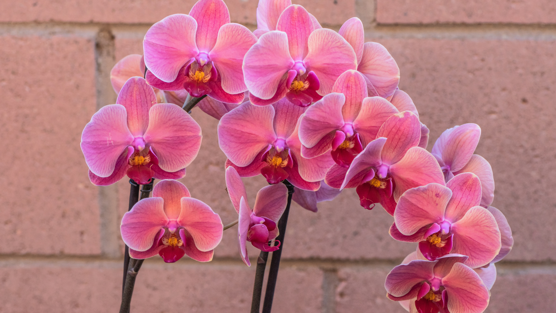 Красивый цветок орхидея с розовыми цветами у стены