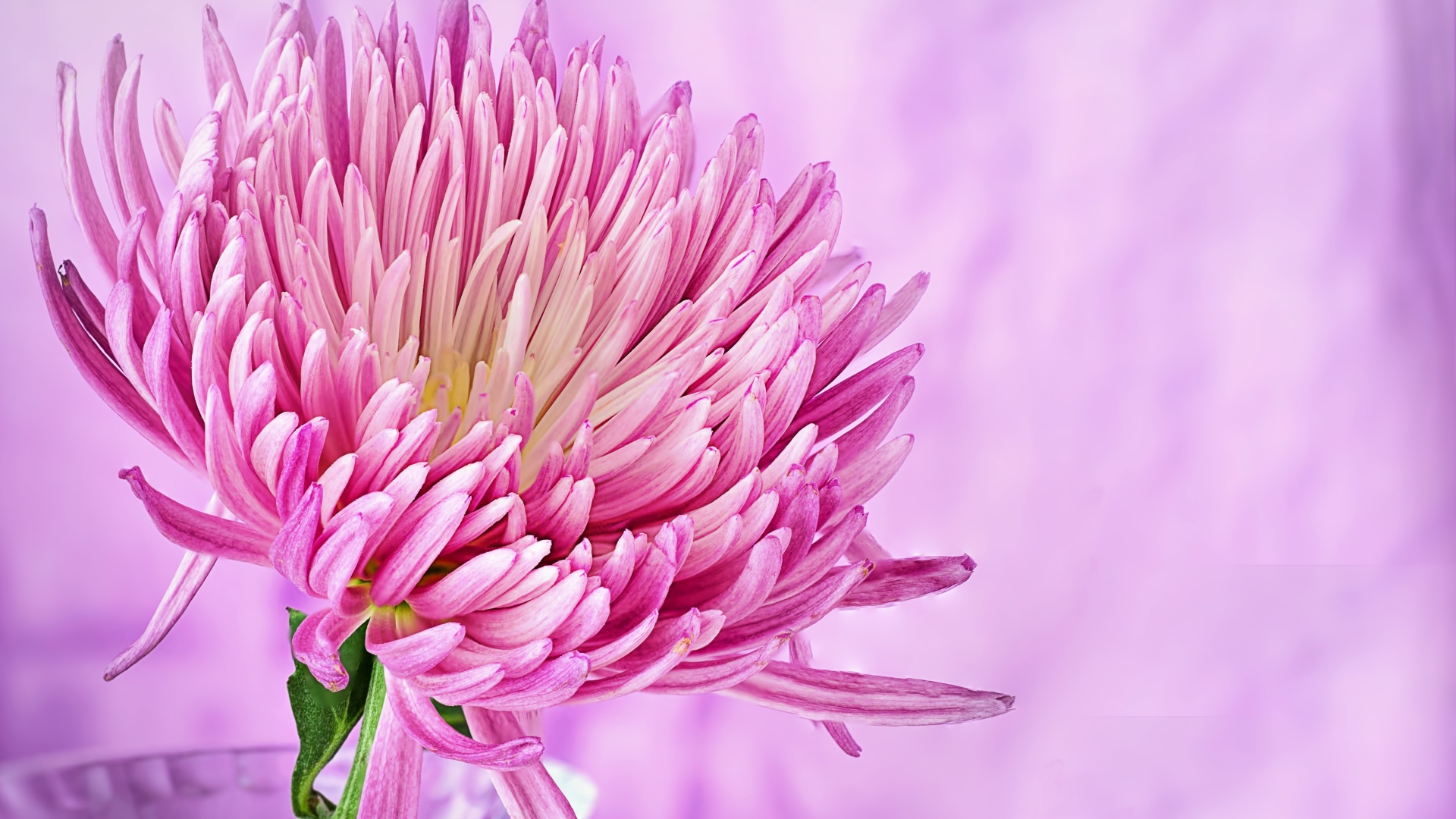 Красивый розовый цветок астры крупным планом