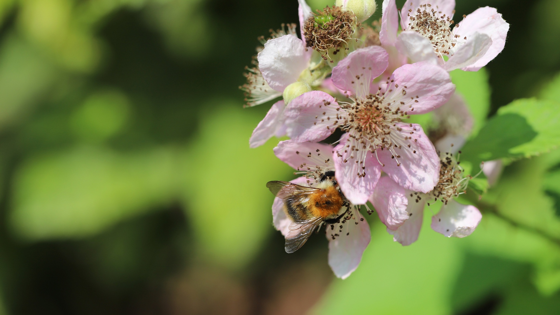 Красивые розовые цветы яблони крупным планом