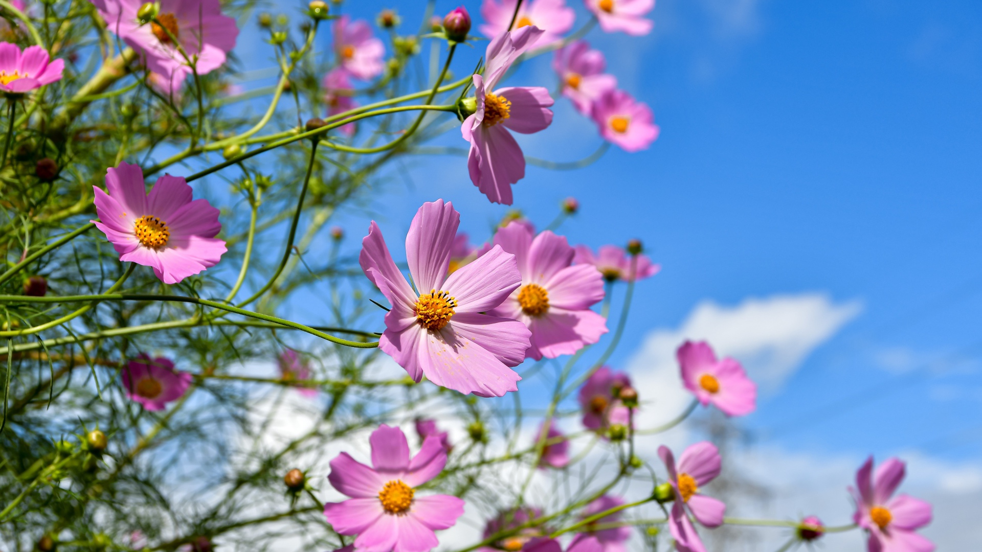Красивые розовые цветы космея с бутонами на фоне голубого неба