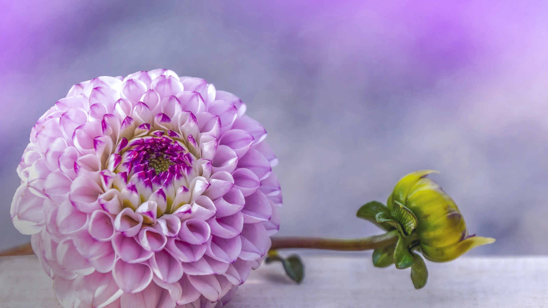 Красивый пурпурный цветок георгина с бутоном