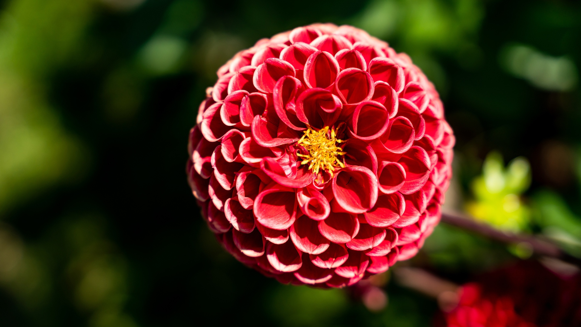 Красивый красный цветок георгины с желтой серединкой