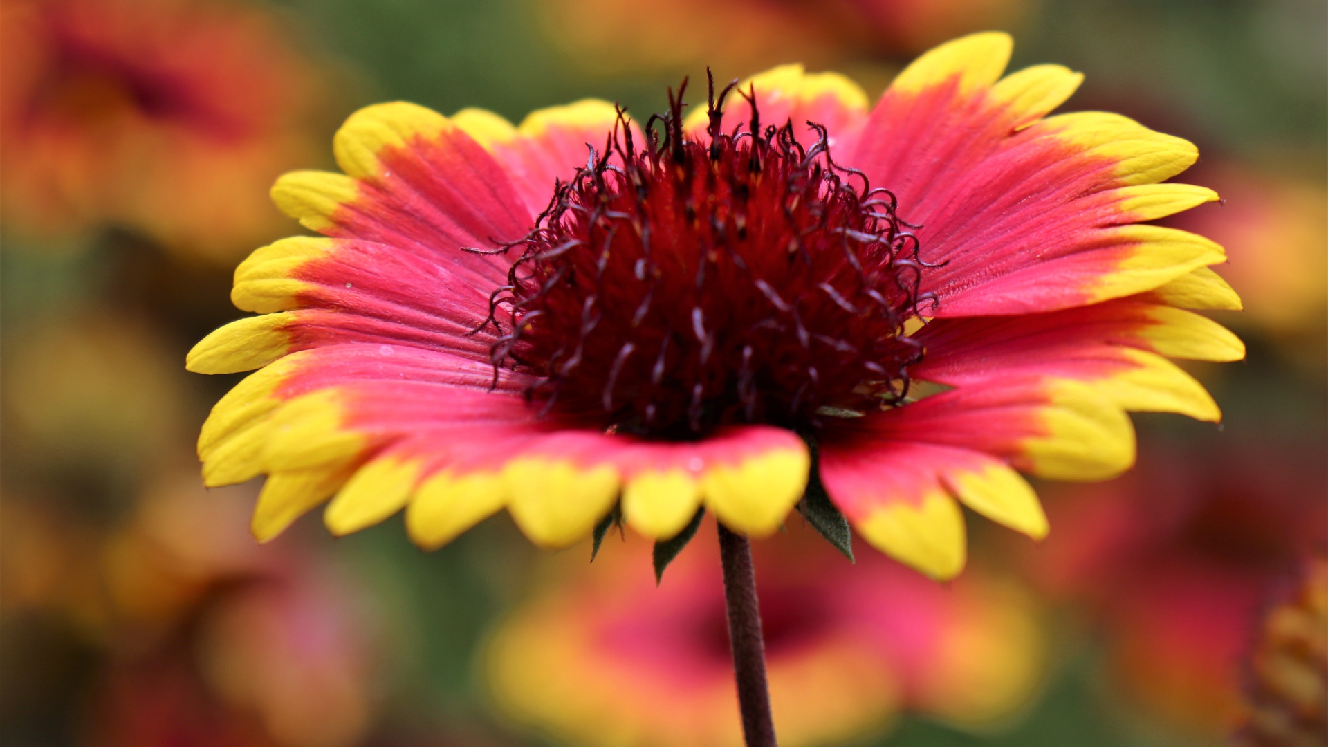 Красивый цветок рудбекия с оранжевыми лепестками