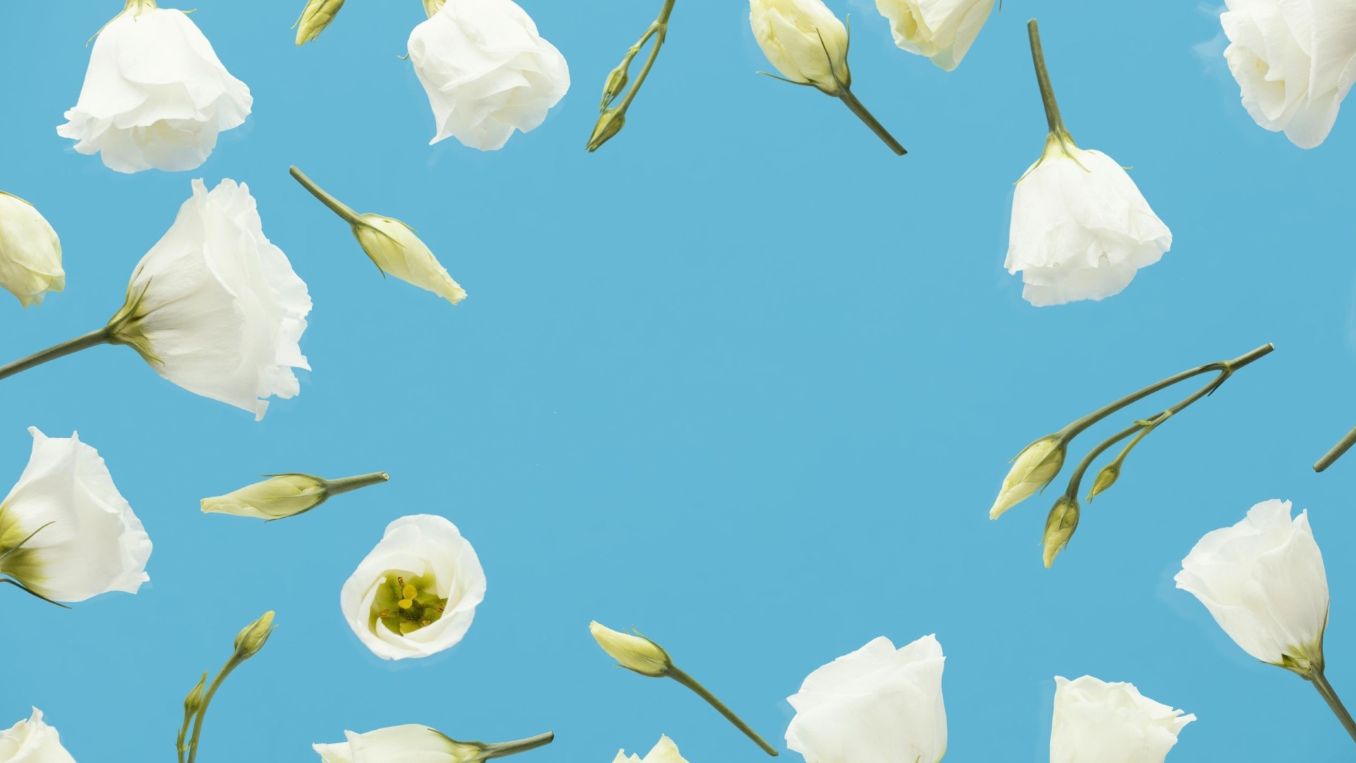 Красивые белые цветы эустома с бутонами на голубом фоне 