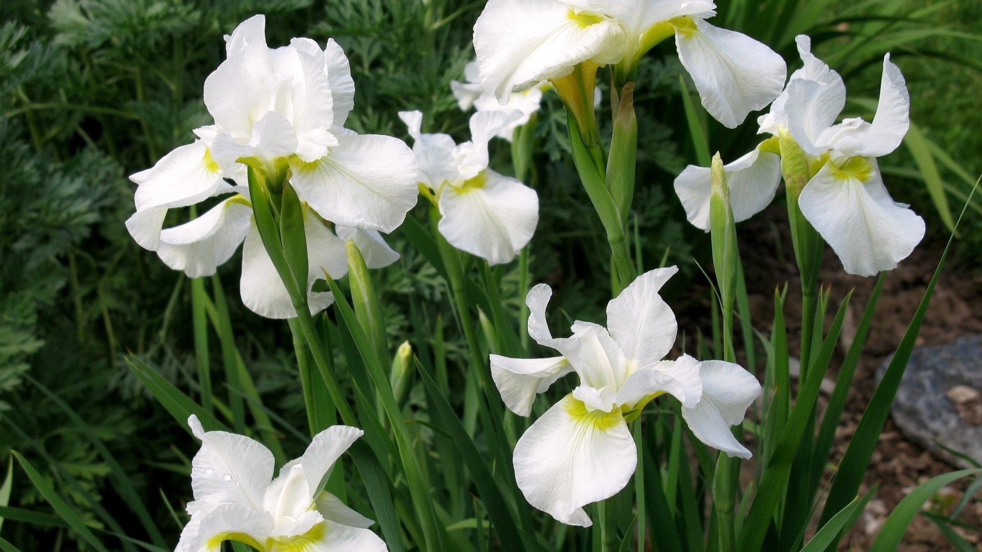 Красивые белые цветы ириса на клумбе