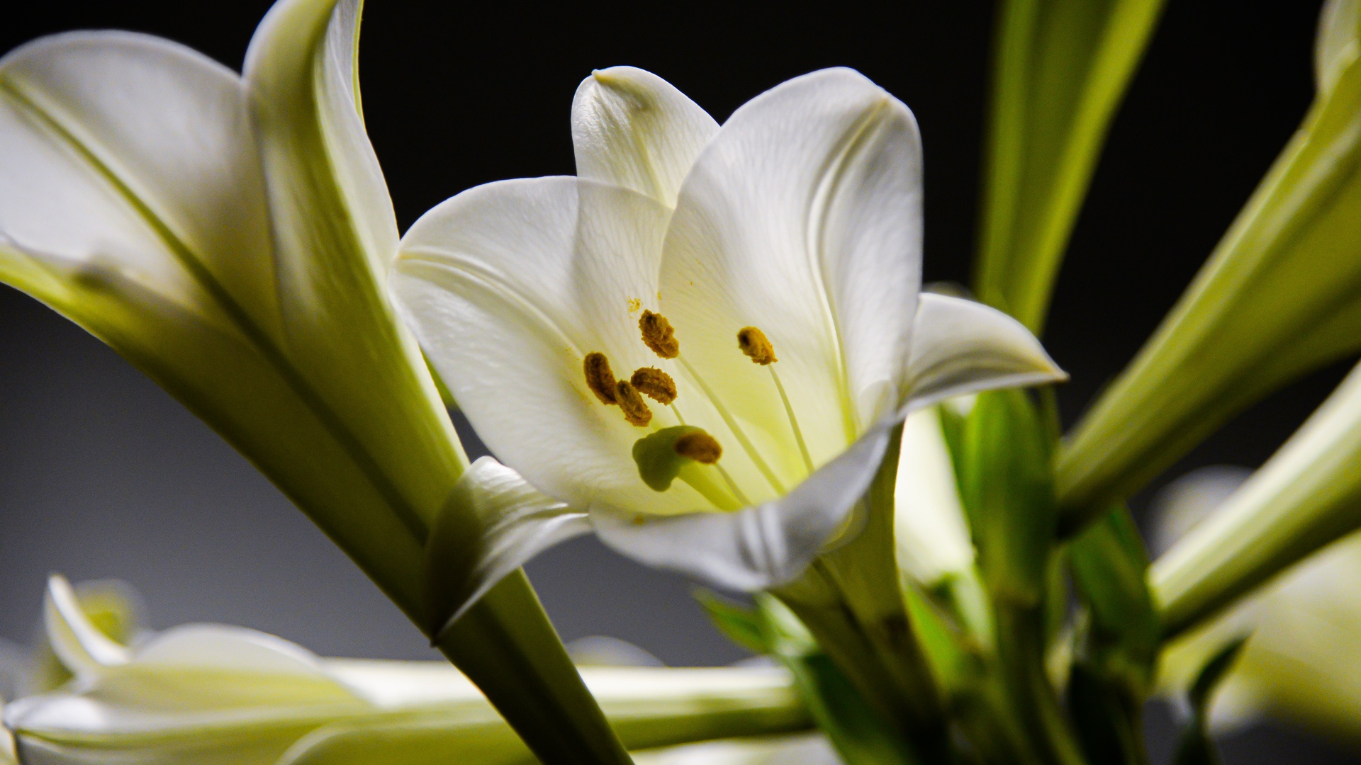 Красивые белые лилии с бутонами крупным планом 