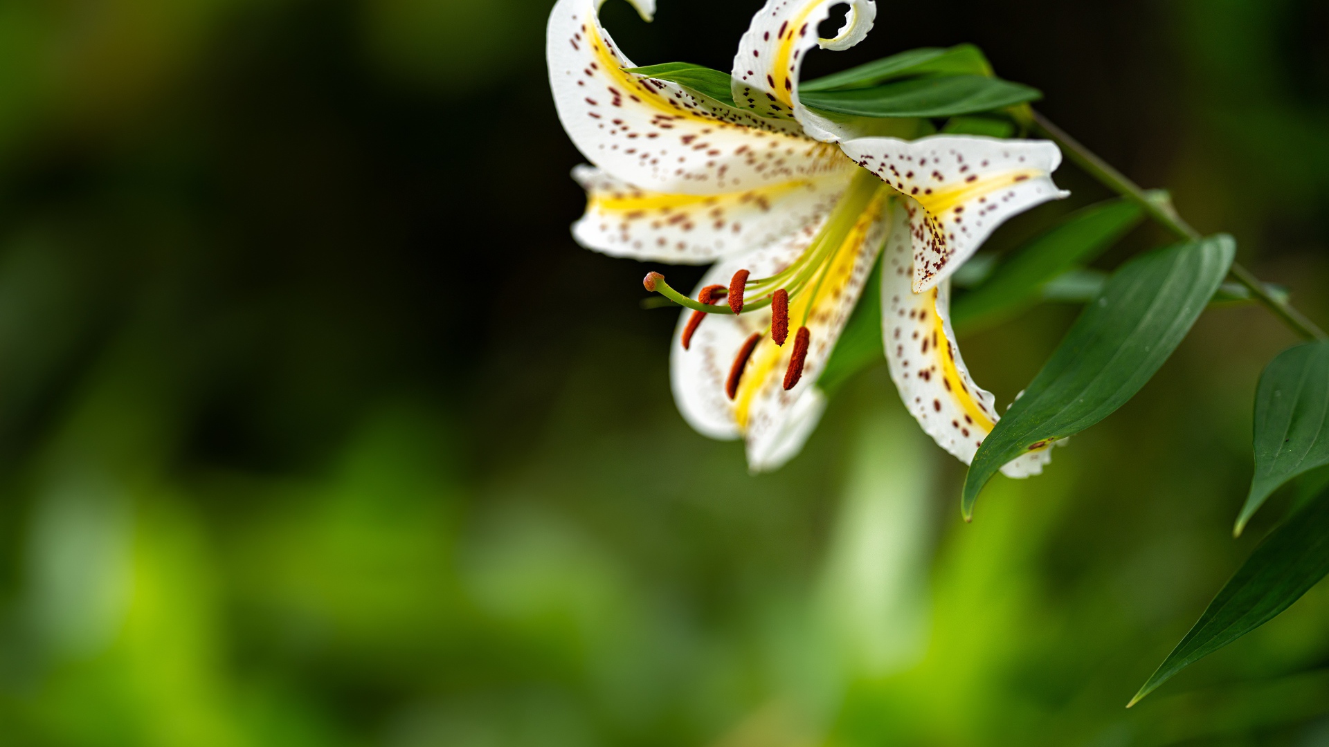 Красивая белая тигровая лилия на клумбе