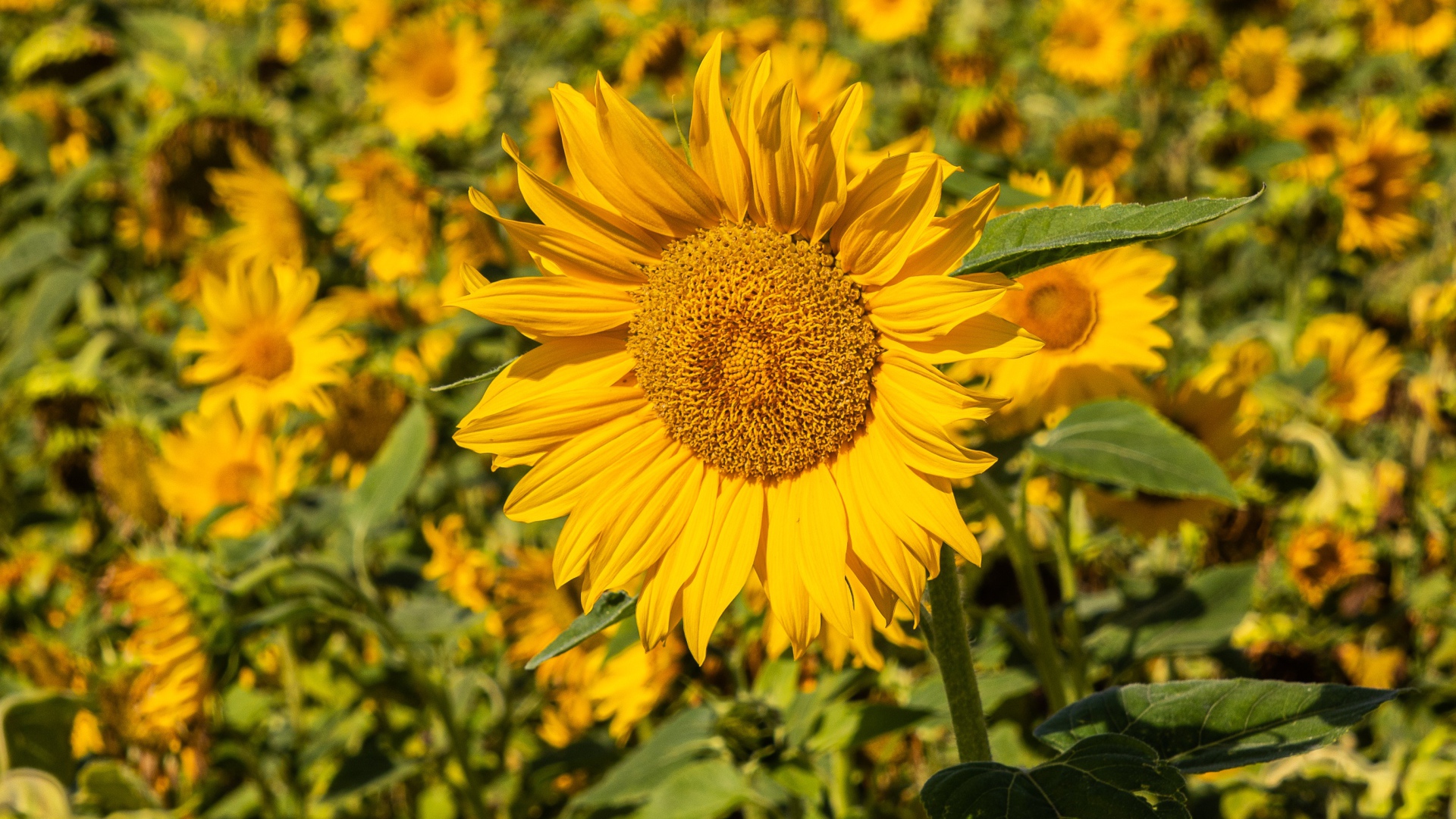 Большой желтый цветок подсолнуха на поле 