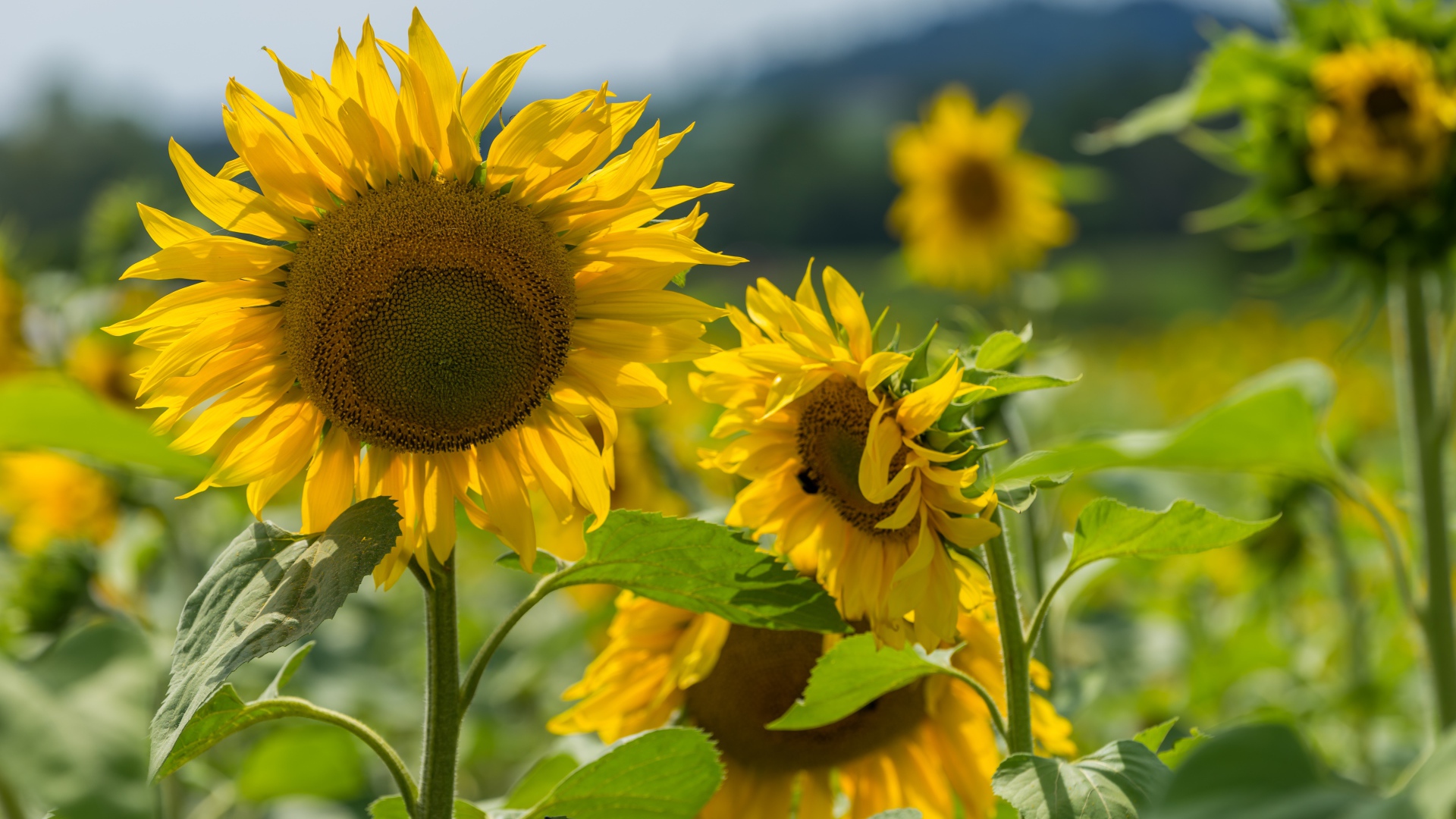 Цветущие желтые подсолнухи с зелеными листьями на поле