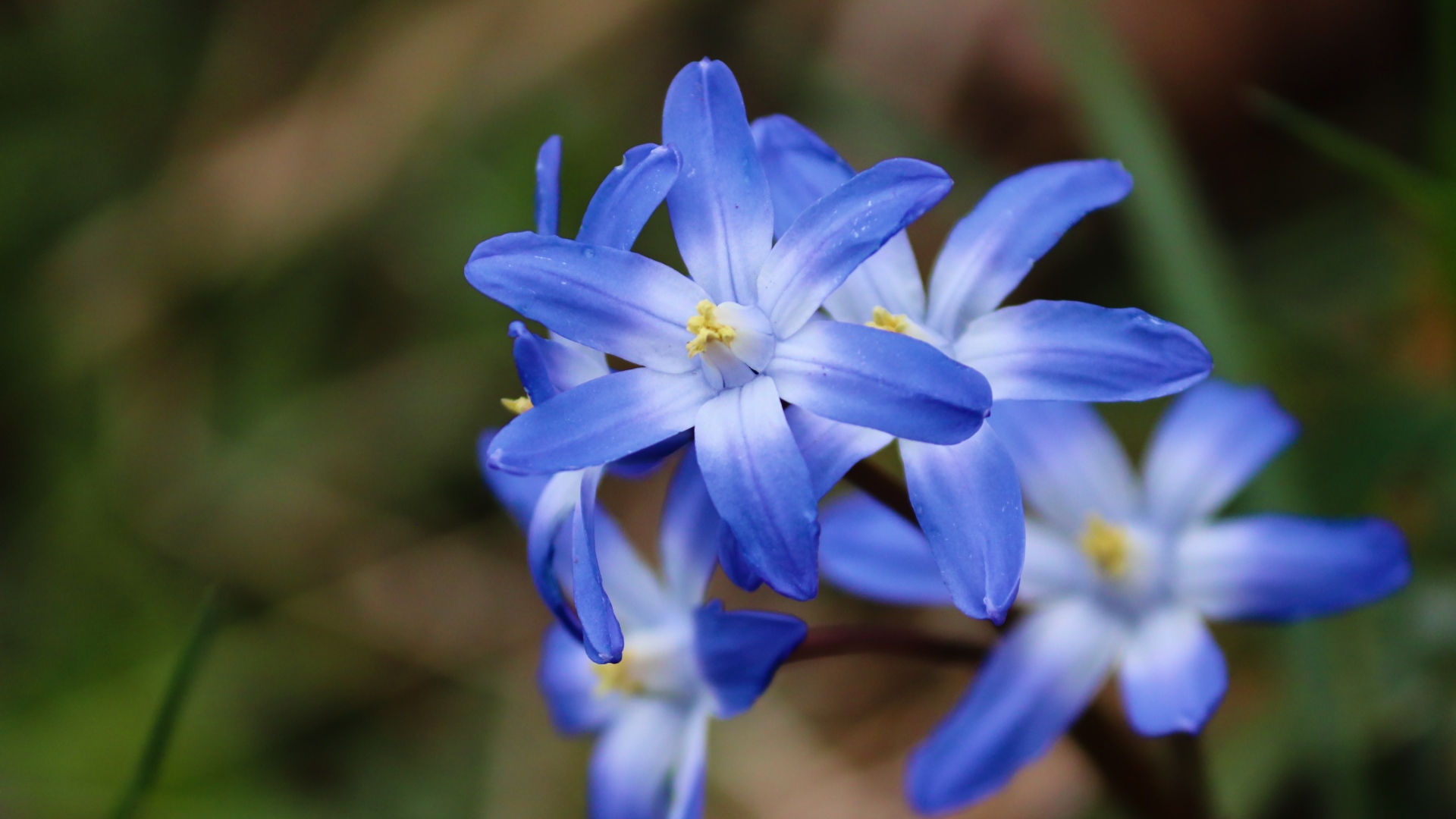 Голубые первые весенние цветы пролесок крупным планом