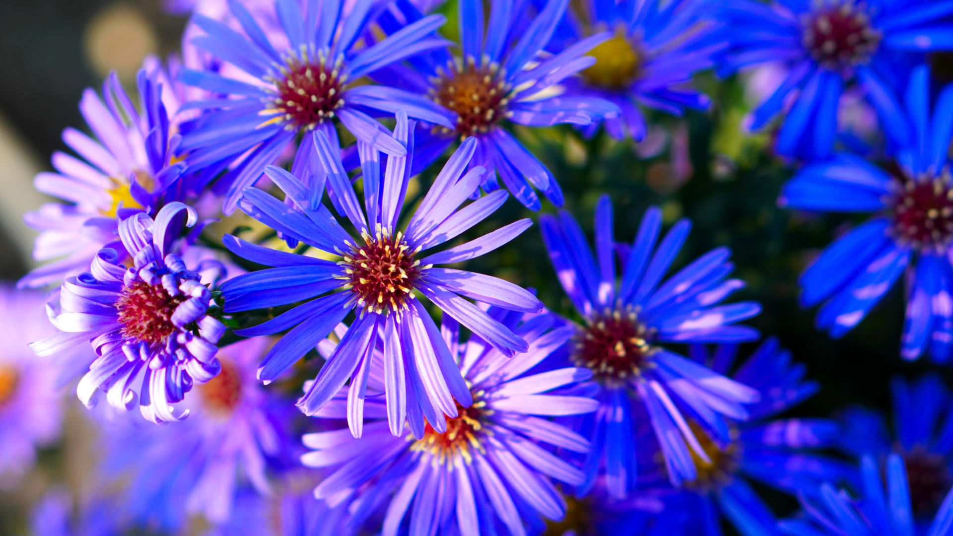 Синие цветы сентябринки крупным планом